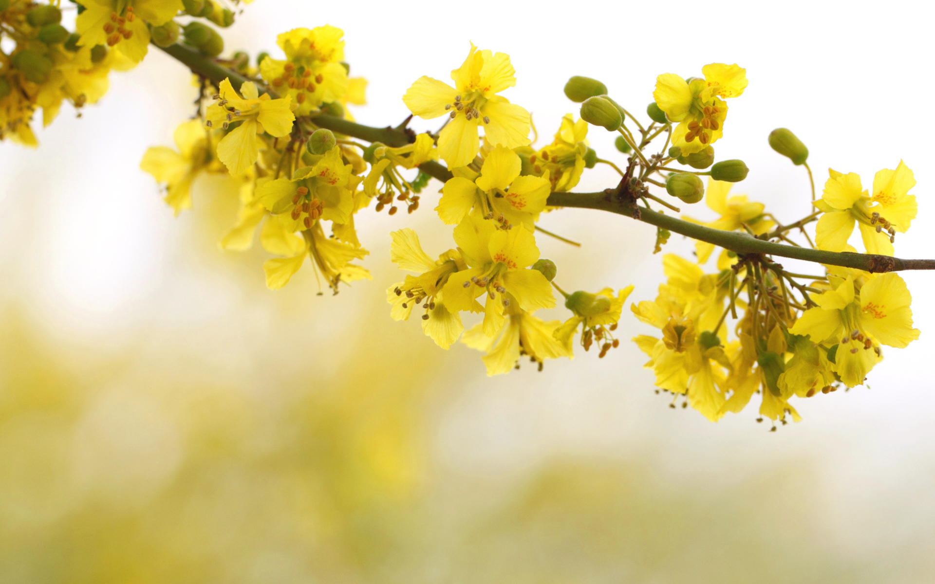 Wallpaper Yellow Flowers in Tilt Shift Lens, Background Free Image