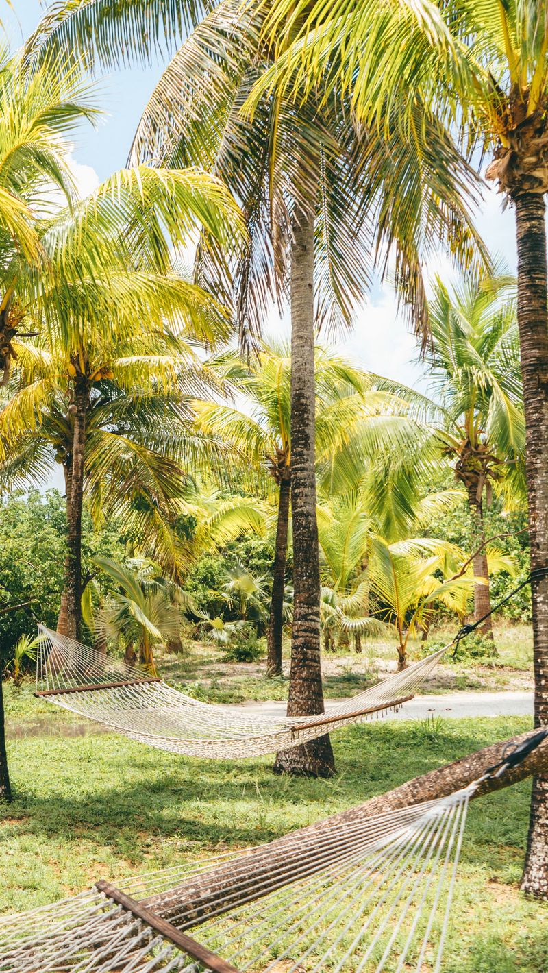 Download Wallpaper 800x1420 Palm Trees, Hammocks, Tropics, Summer, Bahamas Iphone Se 5s 5c 5 For Parallax HD Background