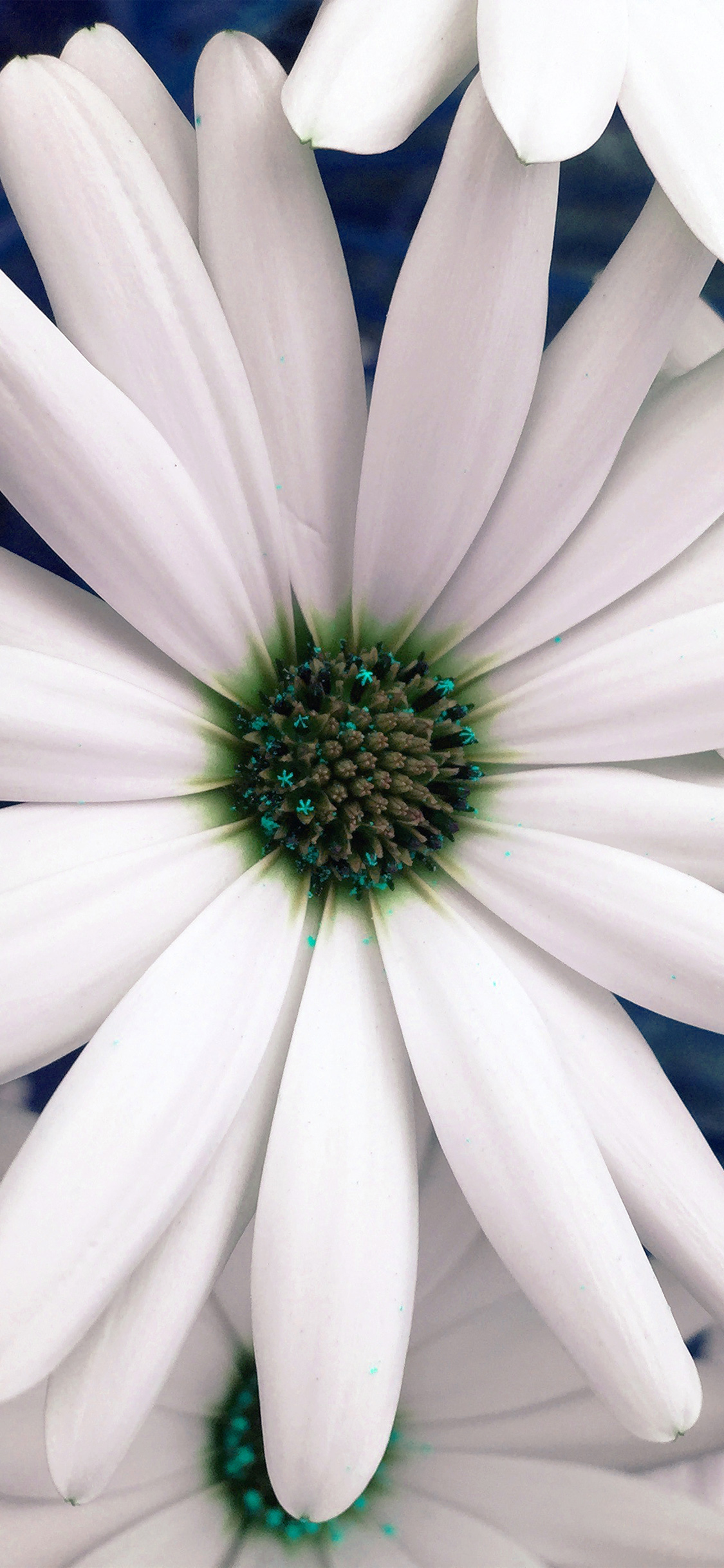 Flower Blue White Spring Nature