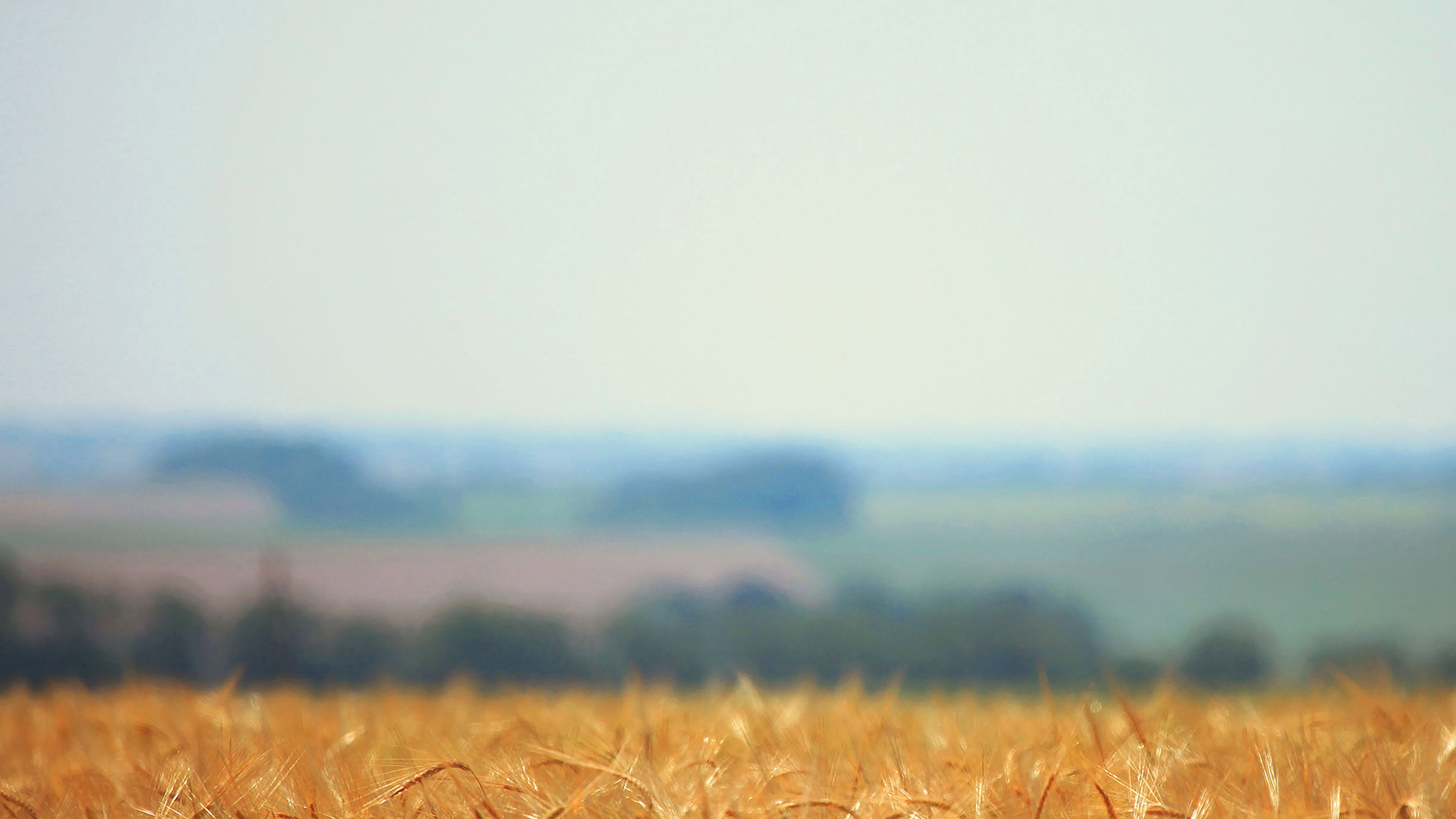 wallpaper for desktop, laptop. zwind field flower minimal nature