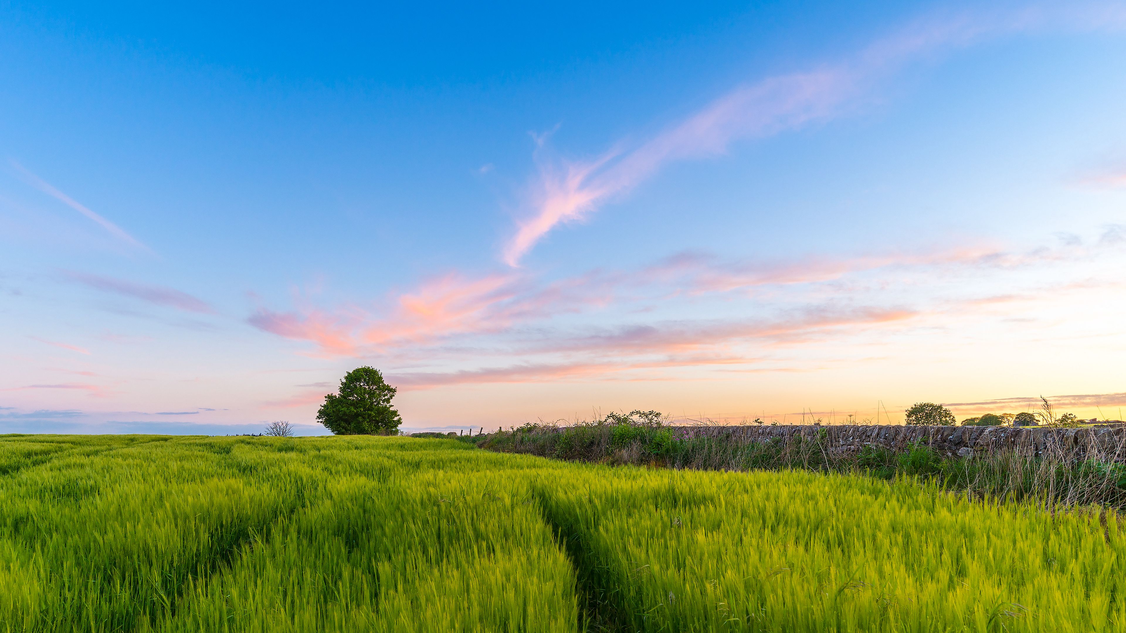 Wallpaper / grass, field, tree, sky, summer, 4k free download