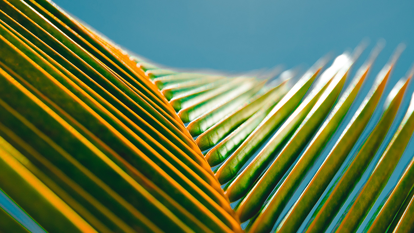 wallpaper for desktop, laptop. leaf flower summer simple nature
