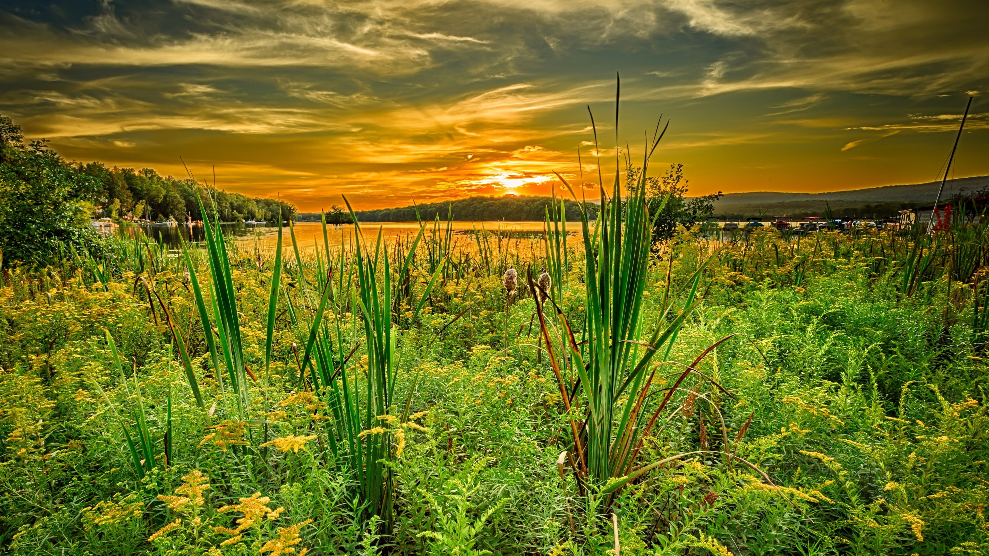 Wallpaper / grassland, evening, field, sunset, 4K, wildflower, lake district, meadow, grass, landscape, summer sunset free download