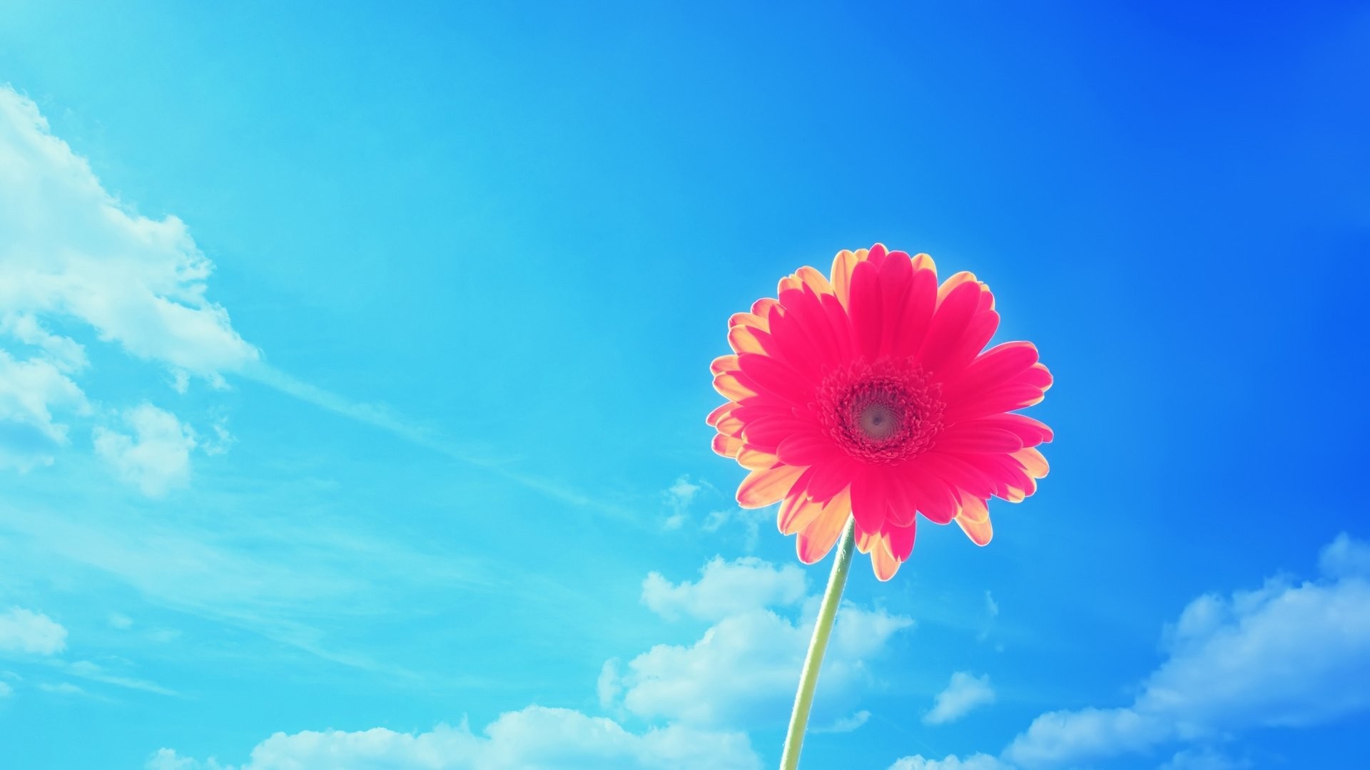 Summer Wallpaper And