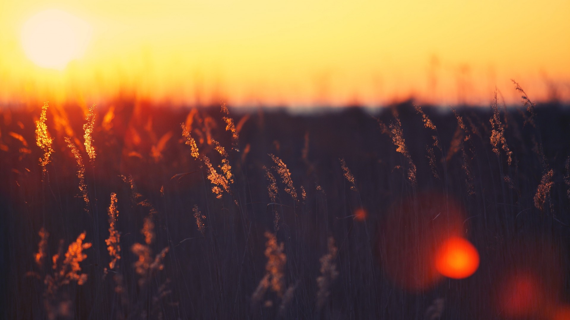 Wallpaper Field, 5k, 4k wallpaper, HD, sunset, grass, Nature