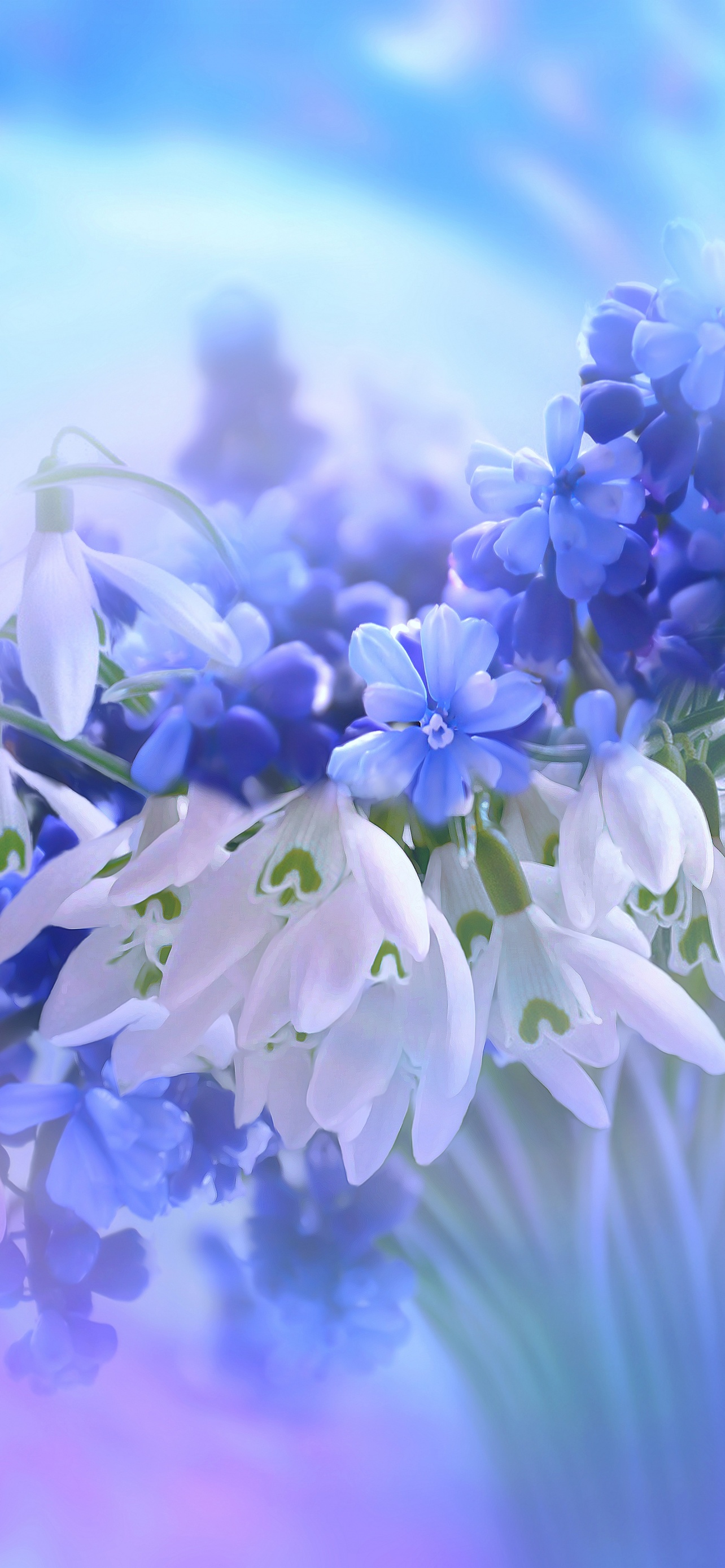 Blue flowers Wallpaper 4K, Hyacinth, White, Flowers