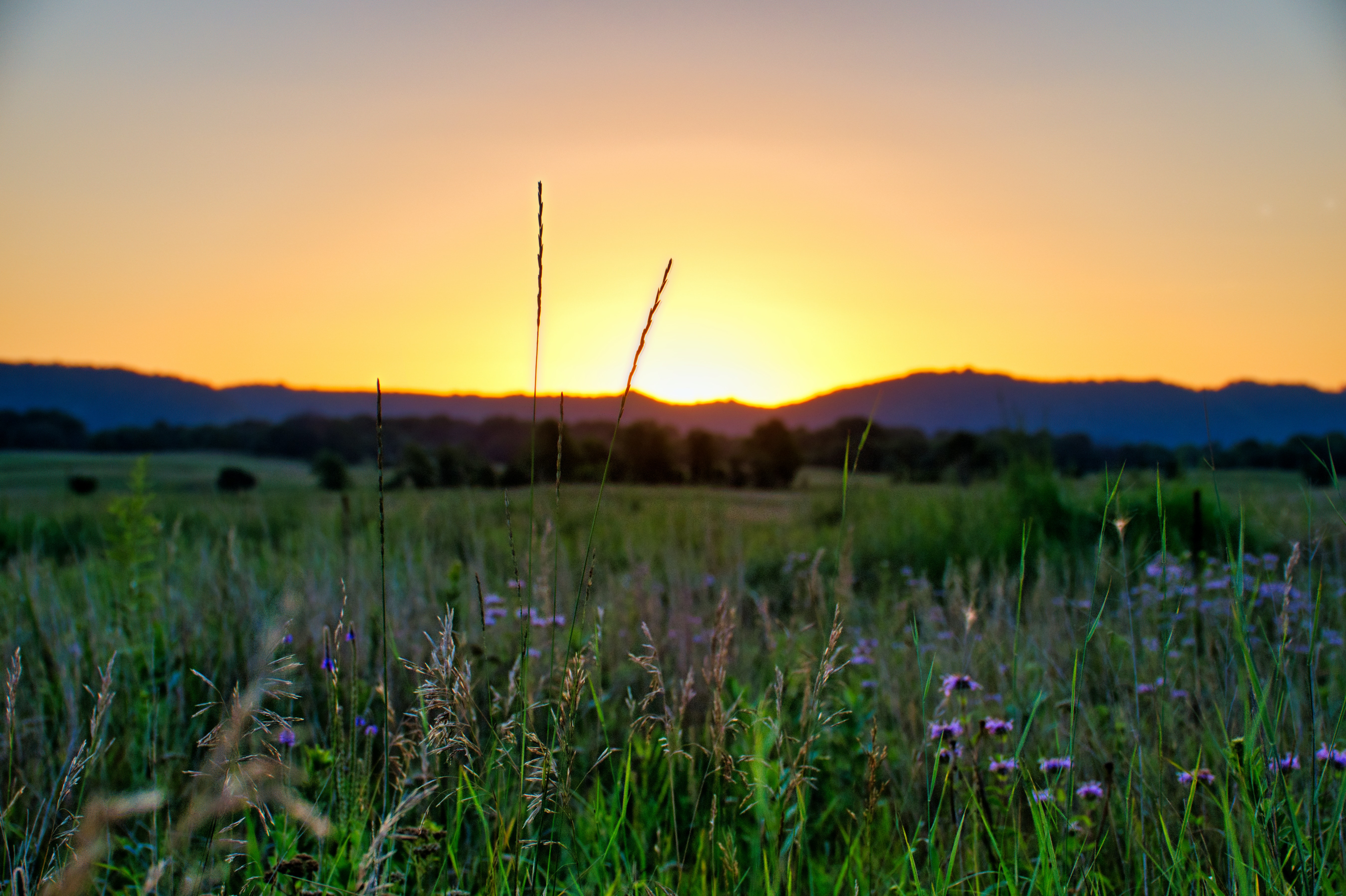 Grass Field at Sunset in Summer · Free