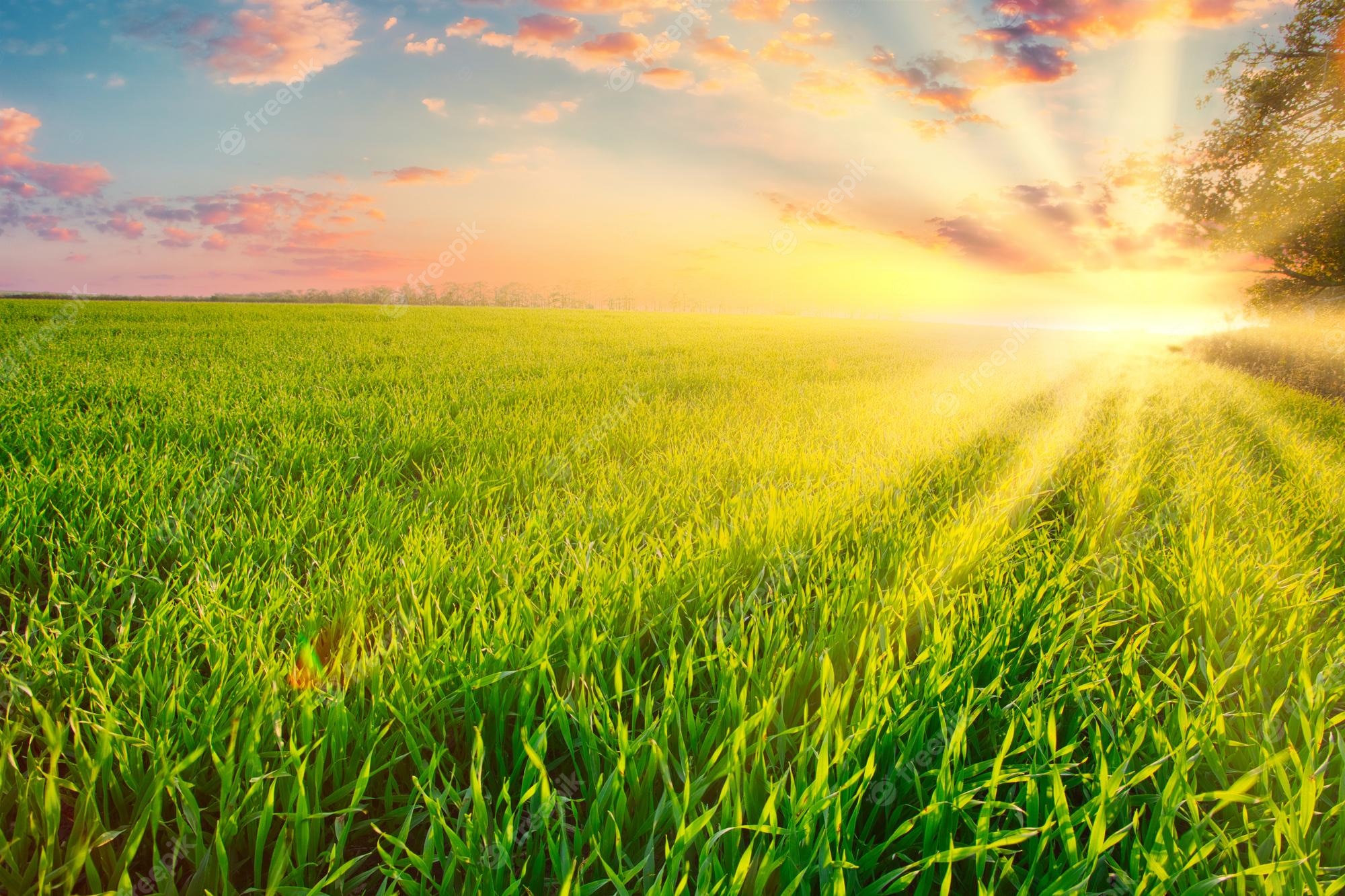 Premium Photo. Green wheat field at sunset sun glare grass summer day trees sky rows