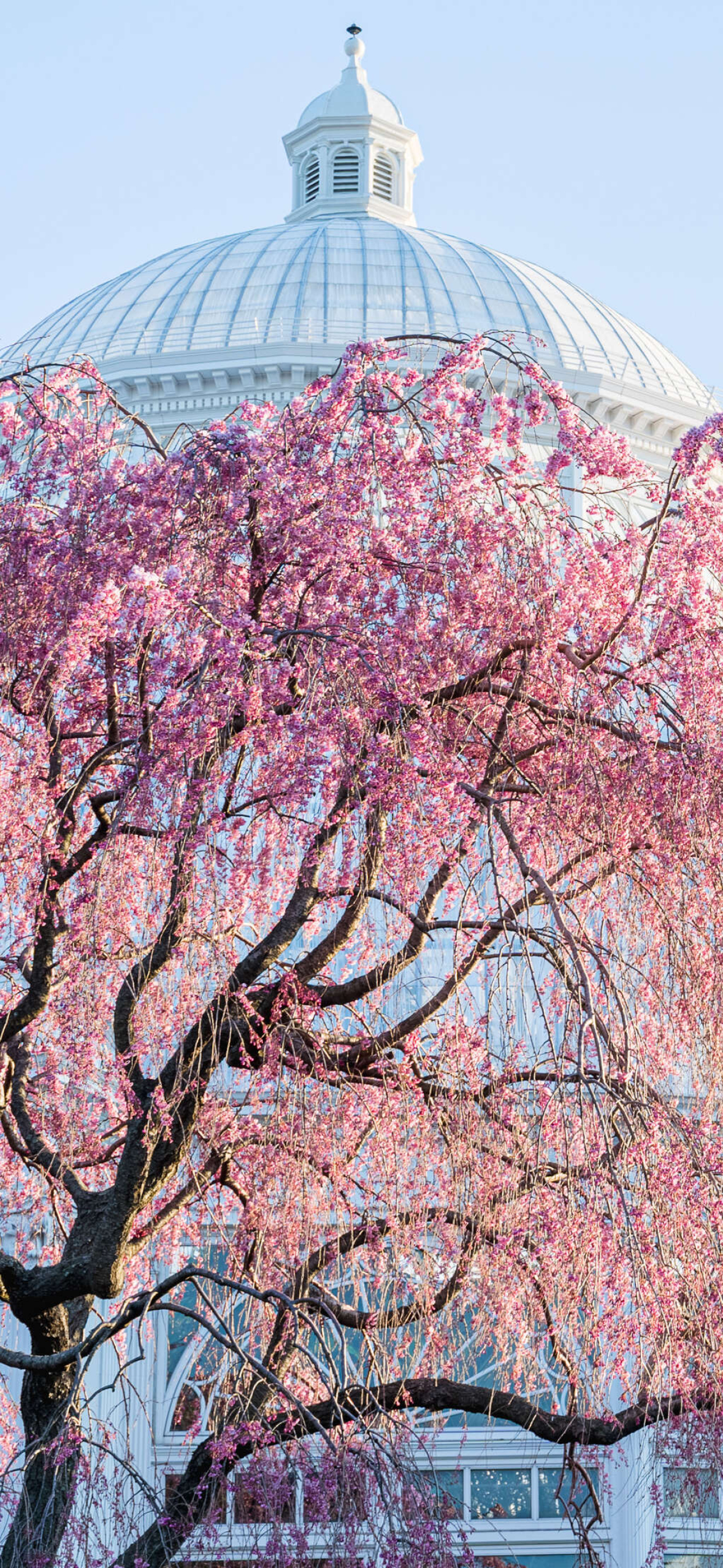 My NYBG Wallpaper New York Botanical Garden