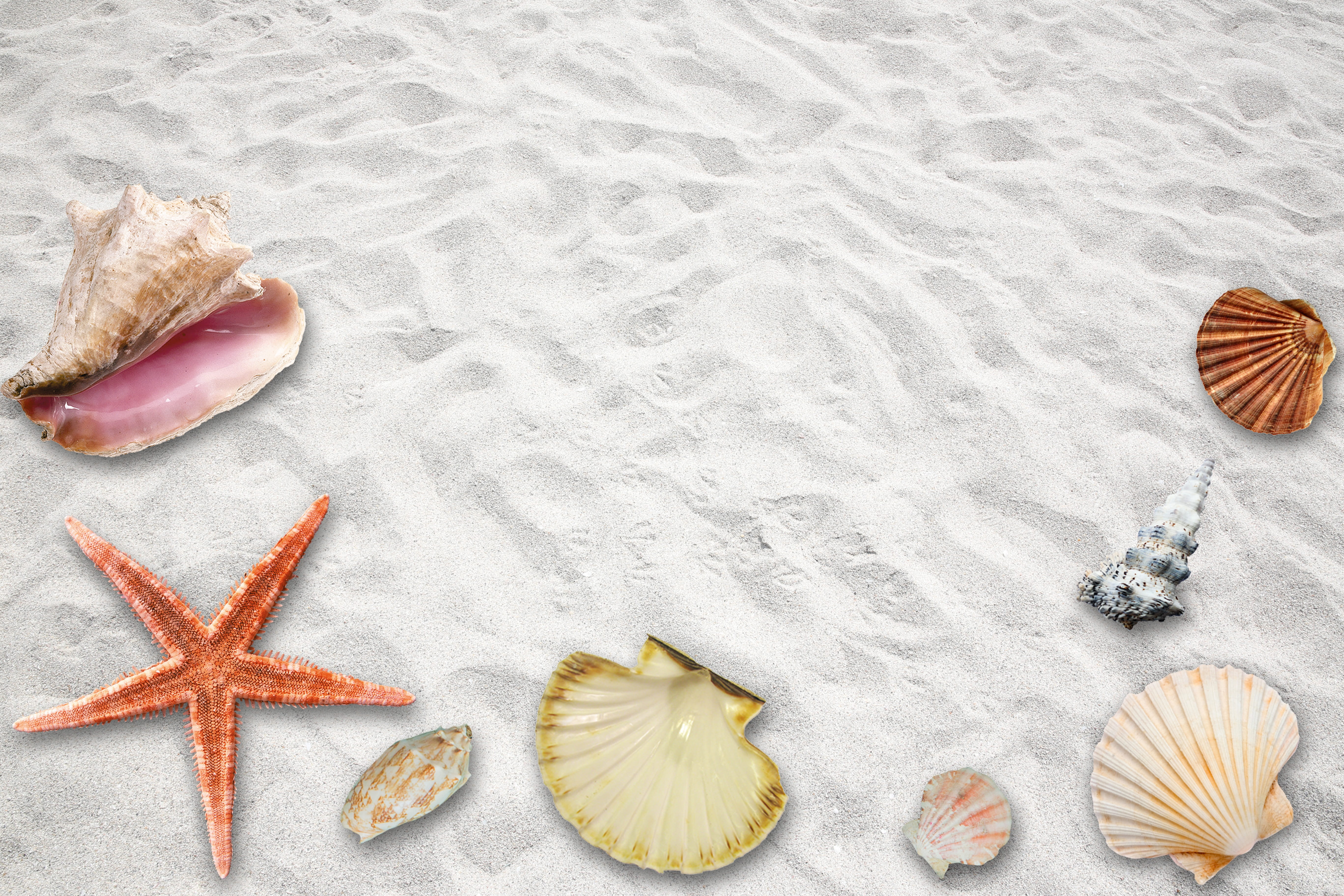 Wallpaper / relax, recovery, assorted, animal Shell, animal wildlife, background, white, no People, texture, travel, land, mood, beach, summer party, starfish, sea free download