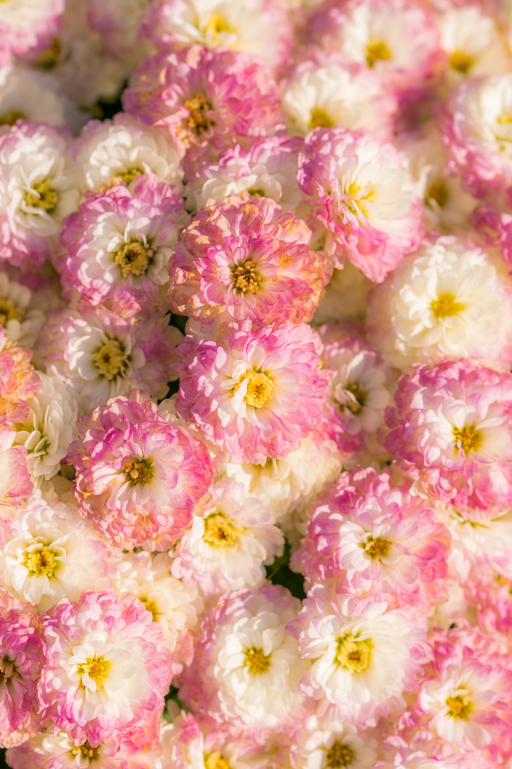Pastel Flowers Picture. Download Free Image