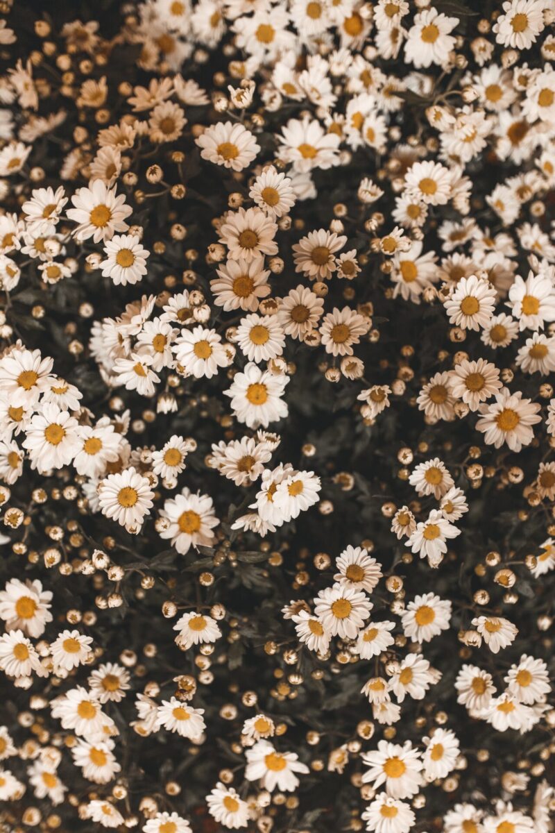 Darling Aesthetic Spring Wallpaper For iPhone (Free Download)