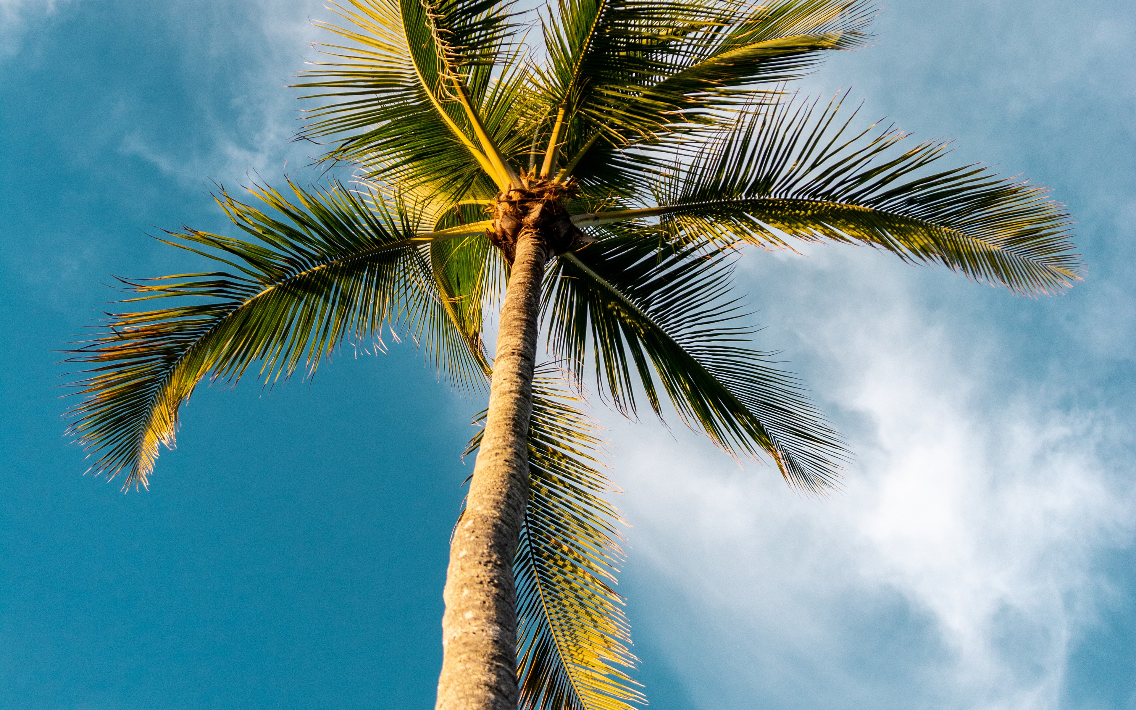 wallpaper for desktop, laptop. tree summer palm sky sunny nature