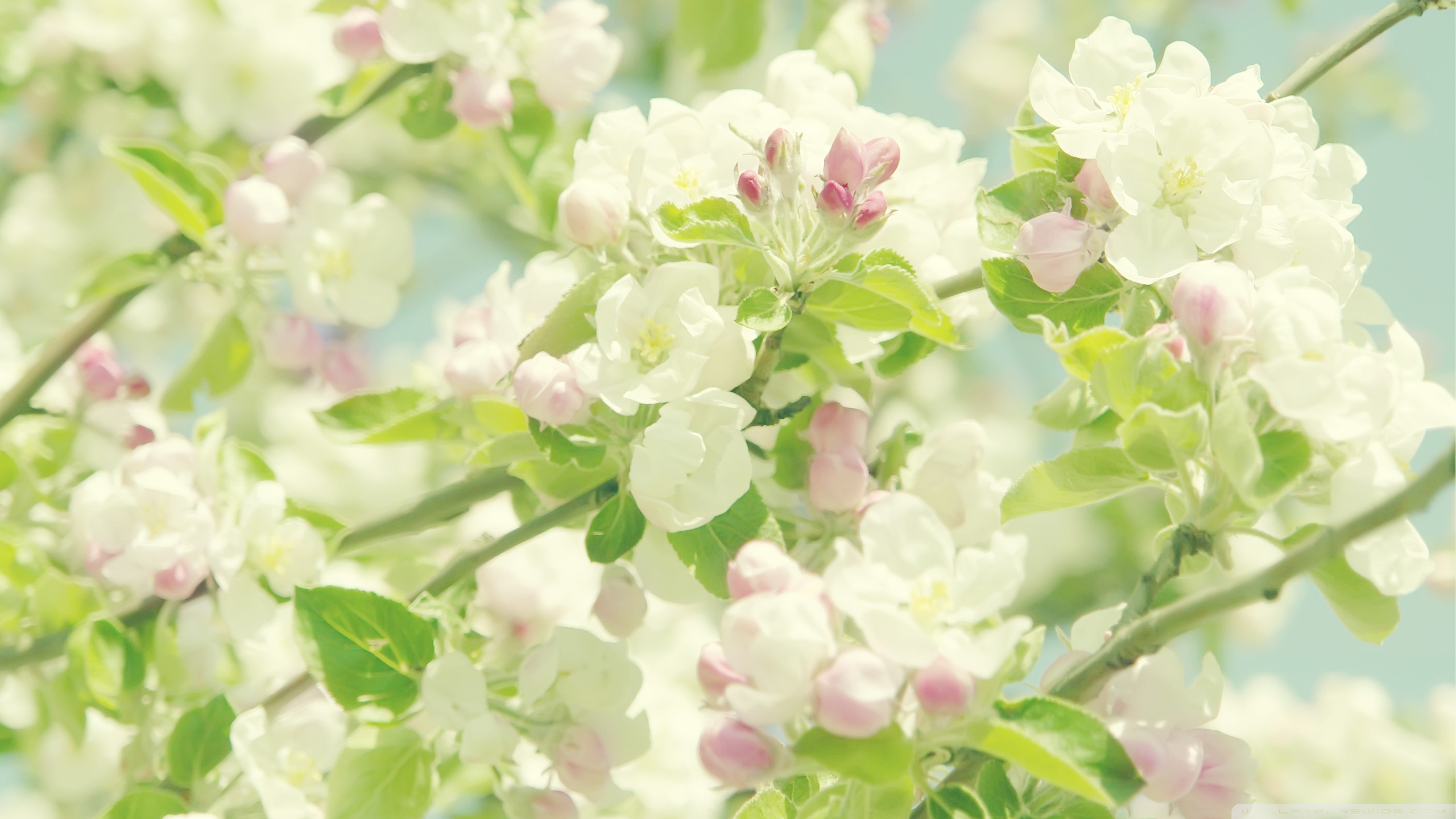 Apple Flowers Springtime Ultra HD Desktop Background Wallpaper for 4K UHD TV, Multi Display, Dual Monitor, Tablet