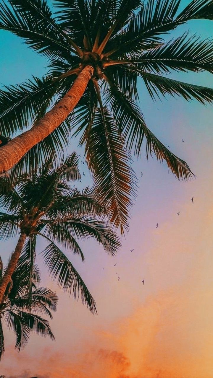 Palm Tree Wallpaper. Palm trees wallpaper, Cute summer wallpaper, Tree wallpaper
