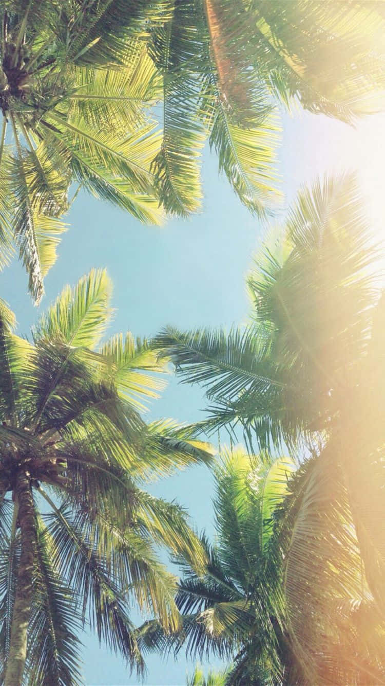 Download Summer Vibes Palm Tree iPhone Wallpaper