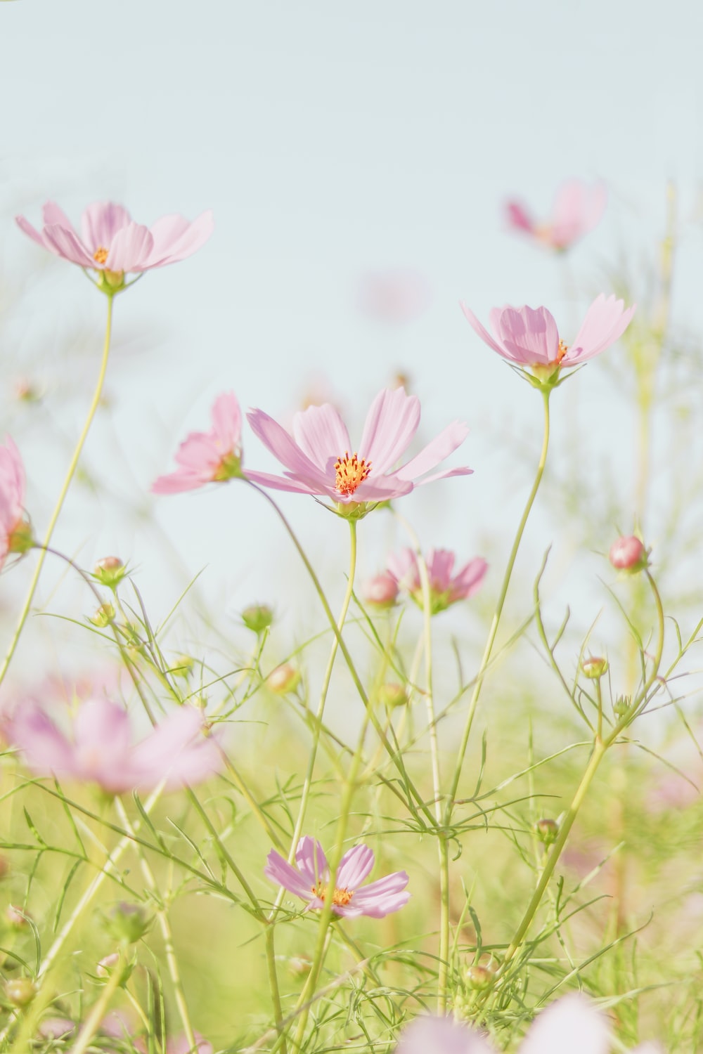 Pink flowers in tilt shift lens photo