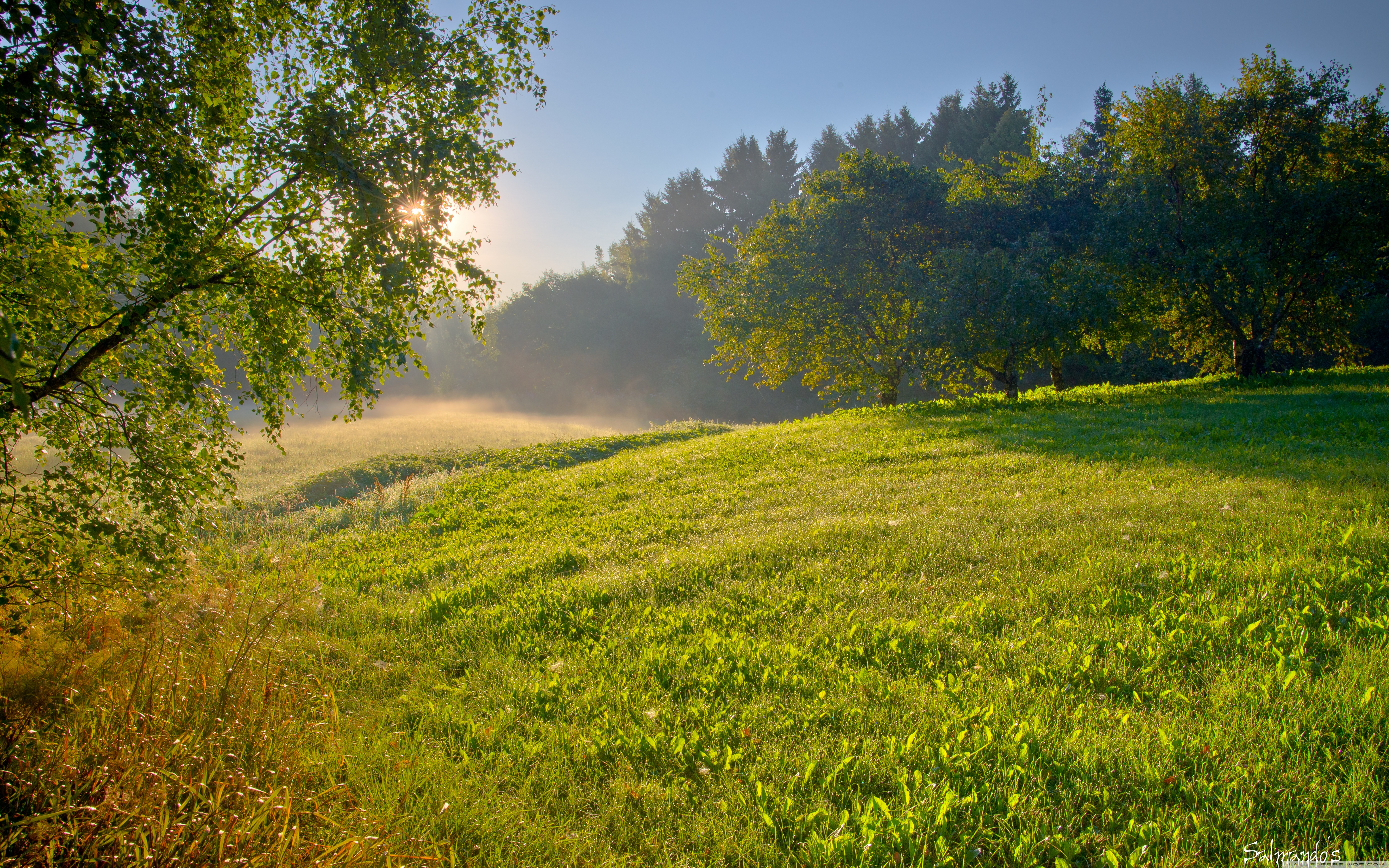 Summer Morning Wallpaper