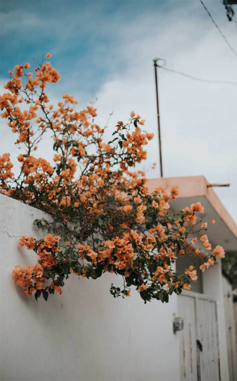 Celebrate summer with these pretty flowers Wallpaper