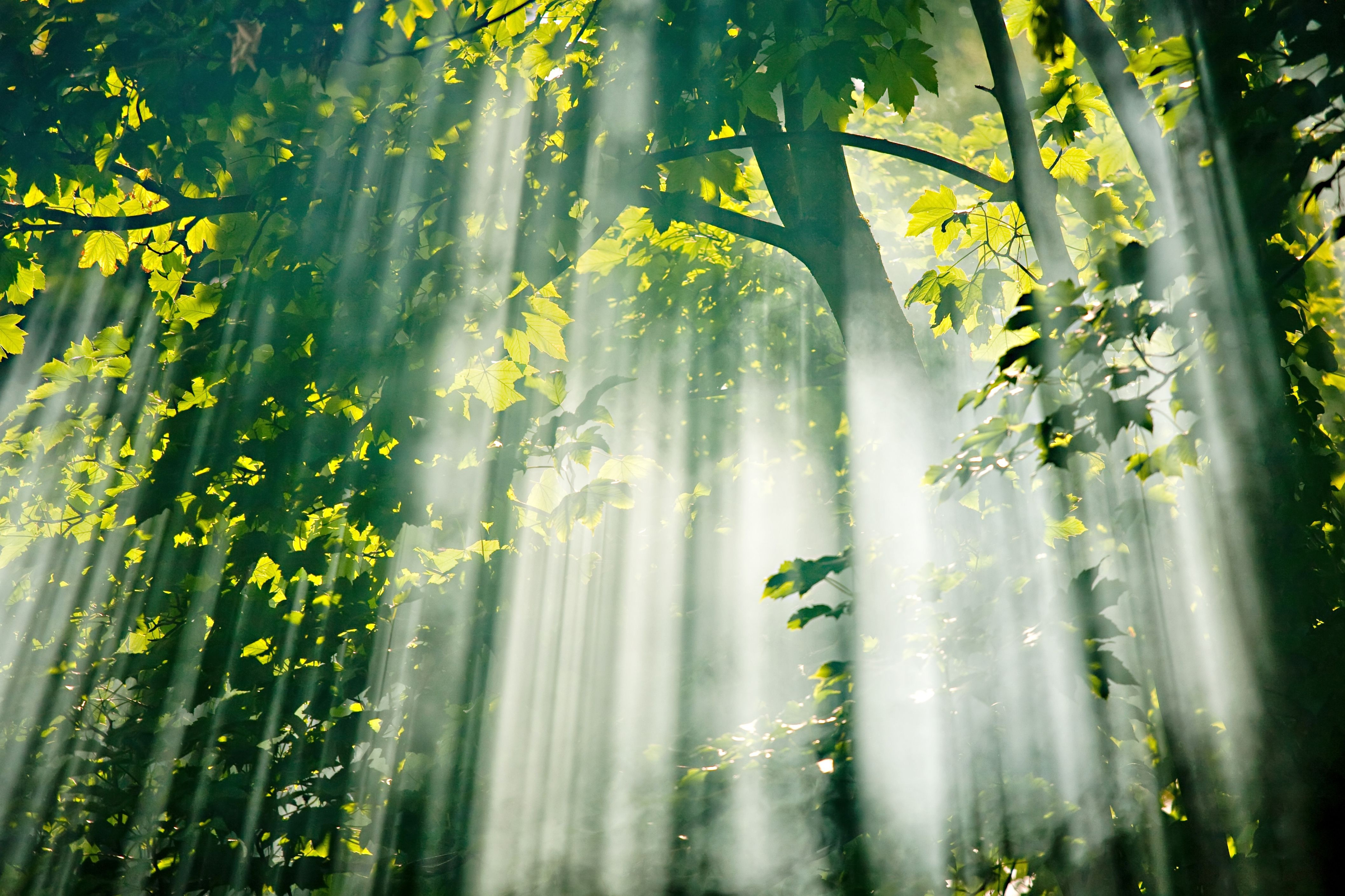 Beautiful Sunlight Filtering Through Trees In The Summer Morning Mural Your Way