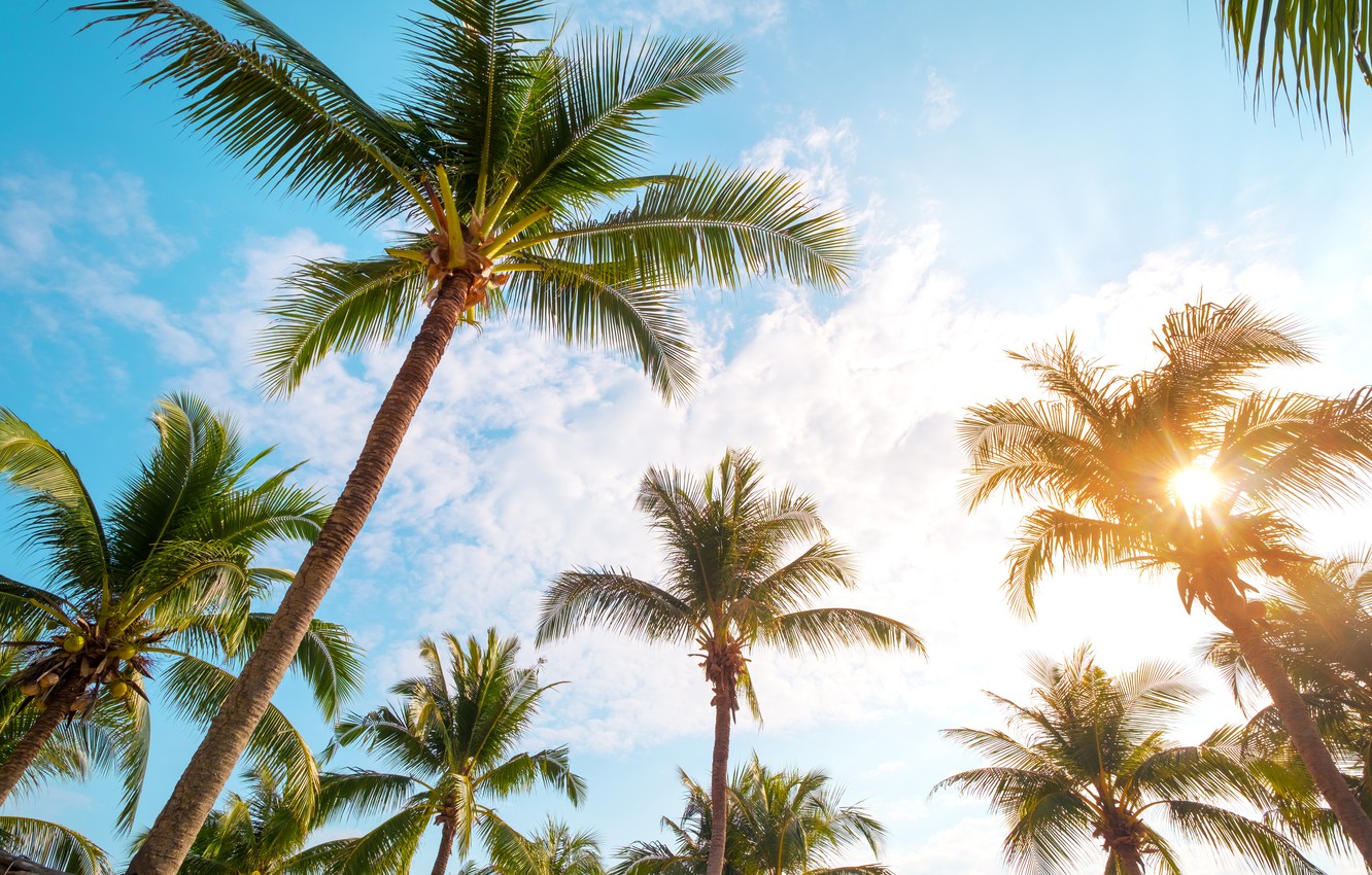 Free download Wallpaper beach summer the sky palm trees shore summer beach [1332x850] for your Desktop, Mobile & Tablet. Explore Summer Palm Trees Wallpaper. Palm Trees Wallpaper, Trees Wallpaper