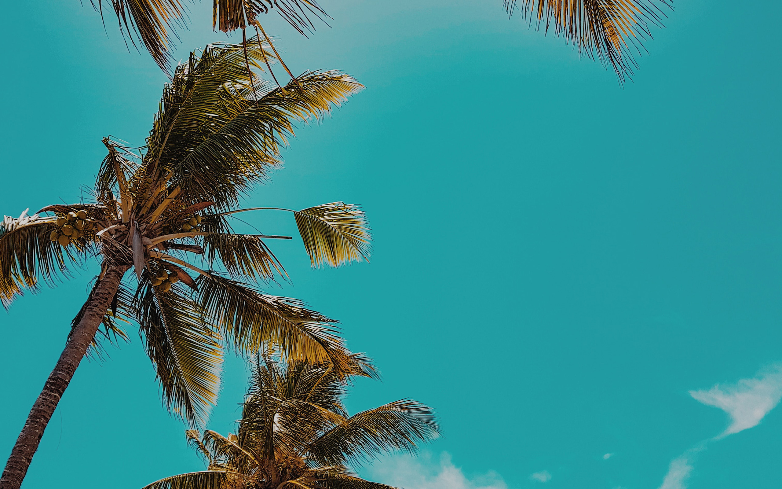 wallpaper for desktop, laptop. summer tree palm nature