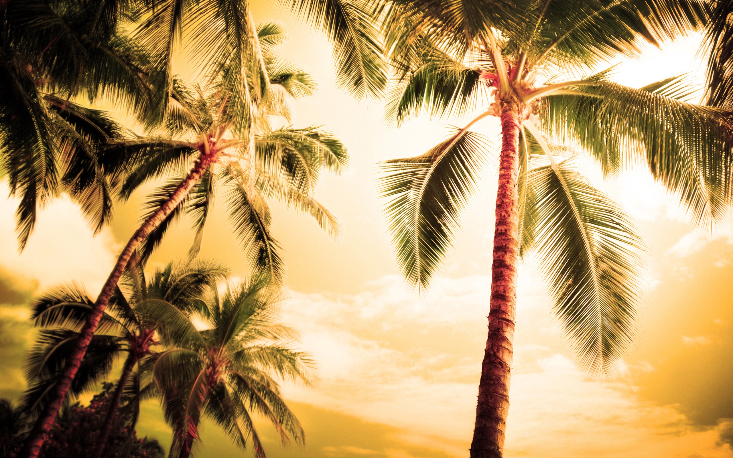 Wallpaper Hawaii, hot summer, palm trees 2560x1600 HD Picture, Image