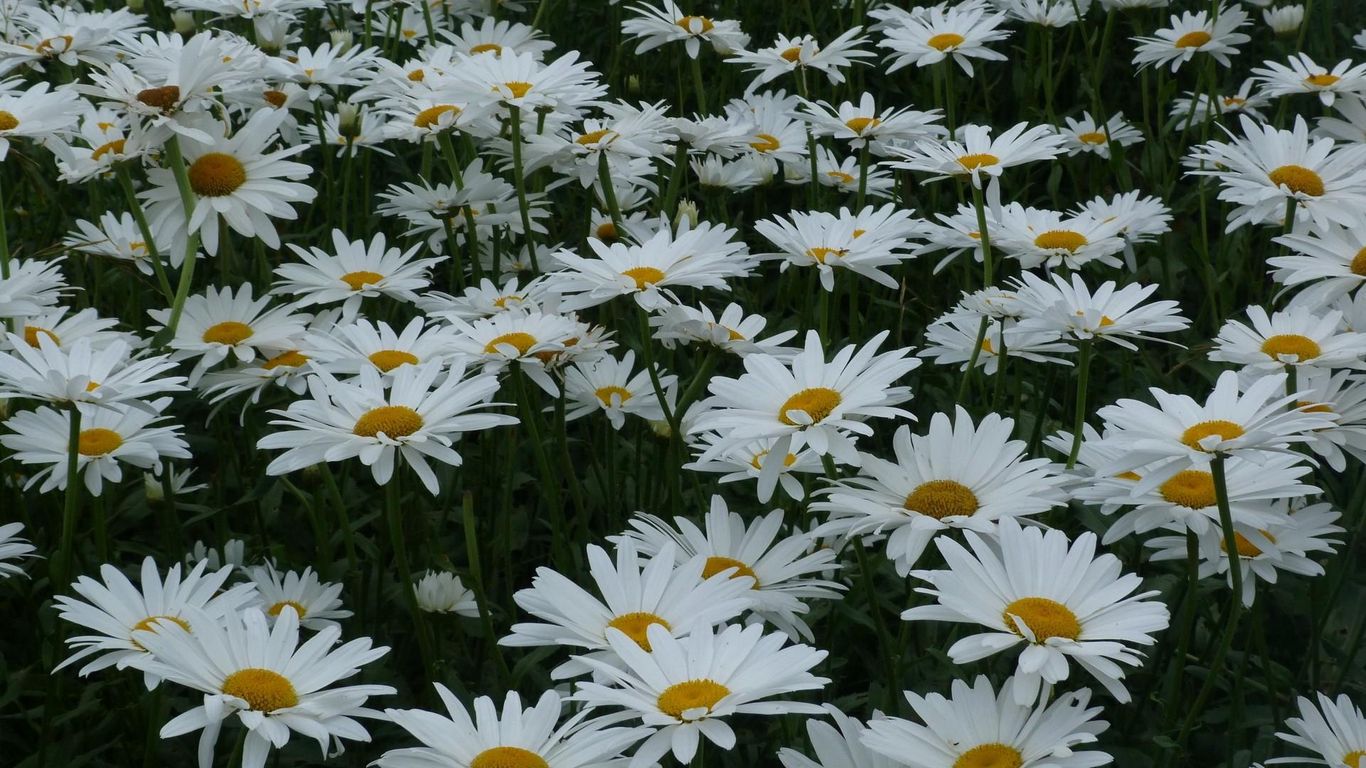Download wallpaper 1366x768 daisies, flowers, meadow, summer tablet, laptop HD background