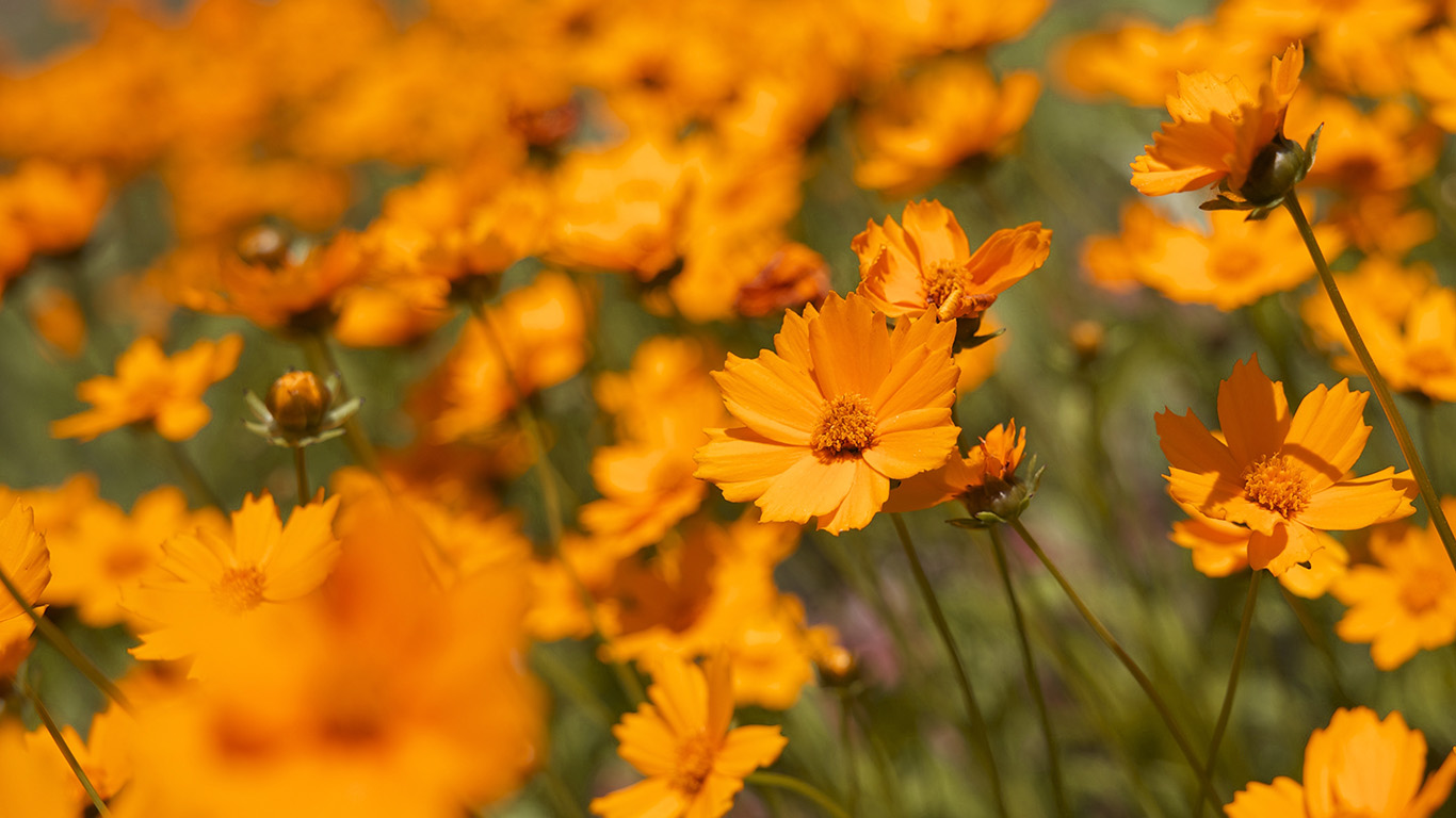 wallpaper for desktop, laptop. flower orange zoom bokeh summer delight