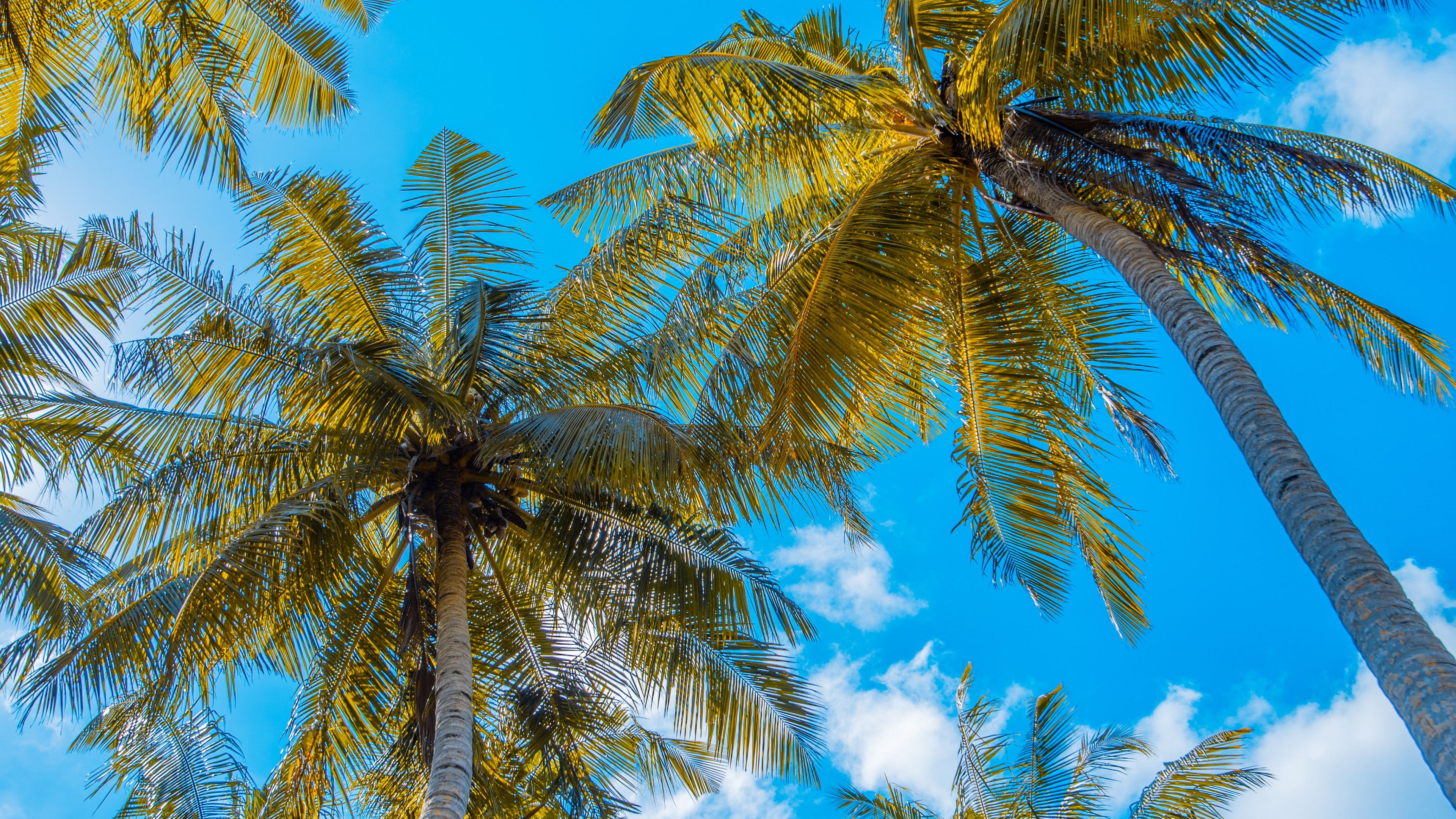 Wallpaper / palm trees, sky, clouds, tropics, summer, 4k free download