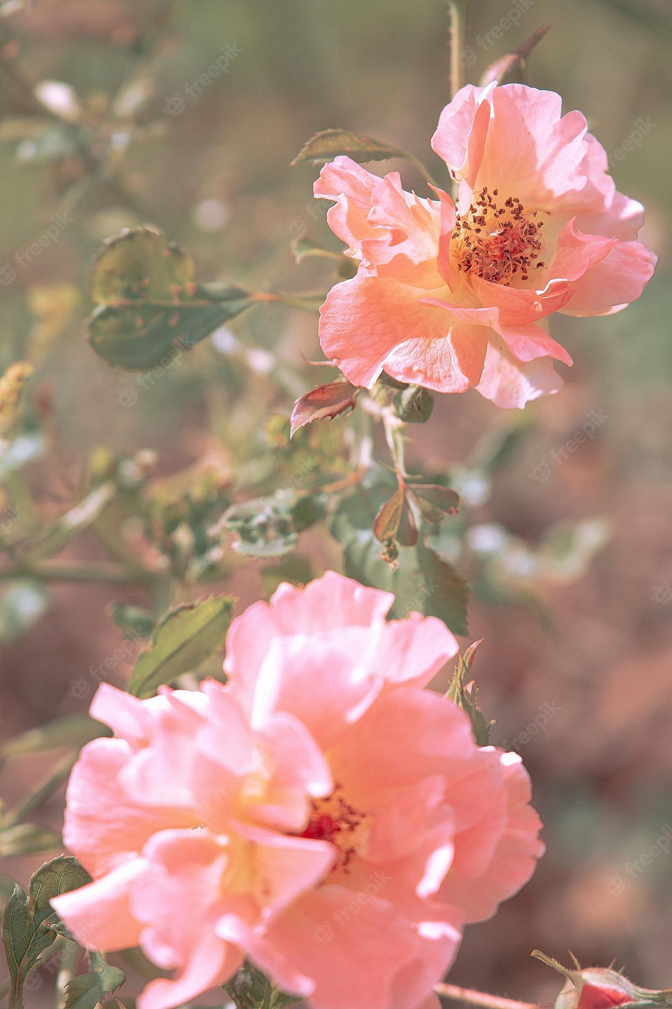 Premium Photo. Pink roses aesthetic wallpaper. summer time, bloom, romantic concept. park outdoors