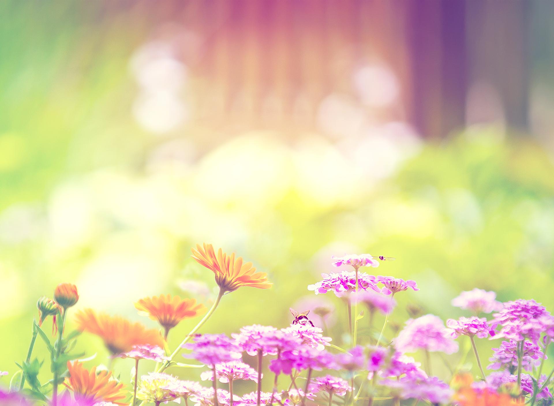 Colors in the garden season flowers