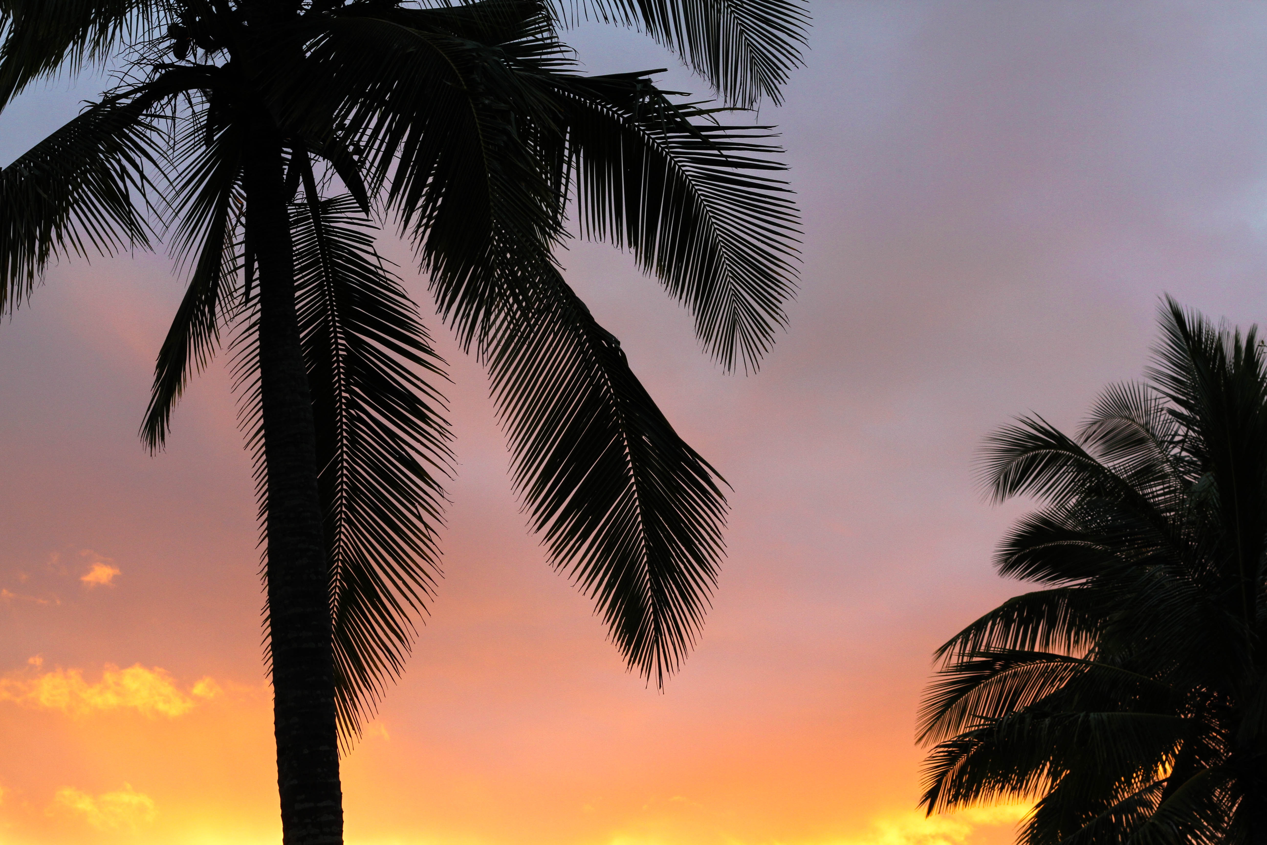 palm tree HD wallpaper, background