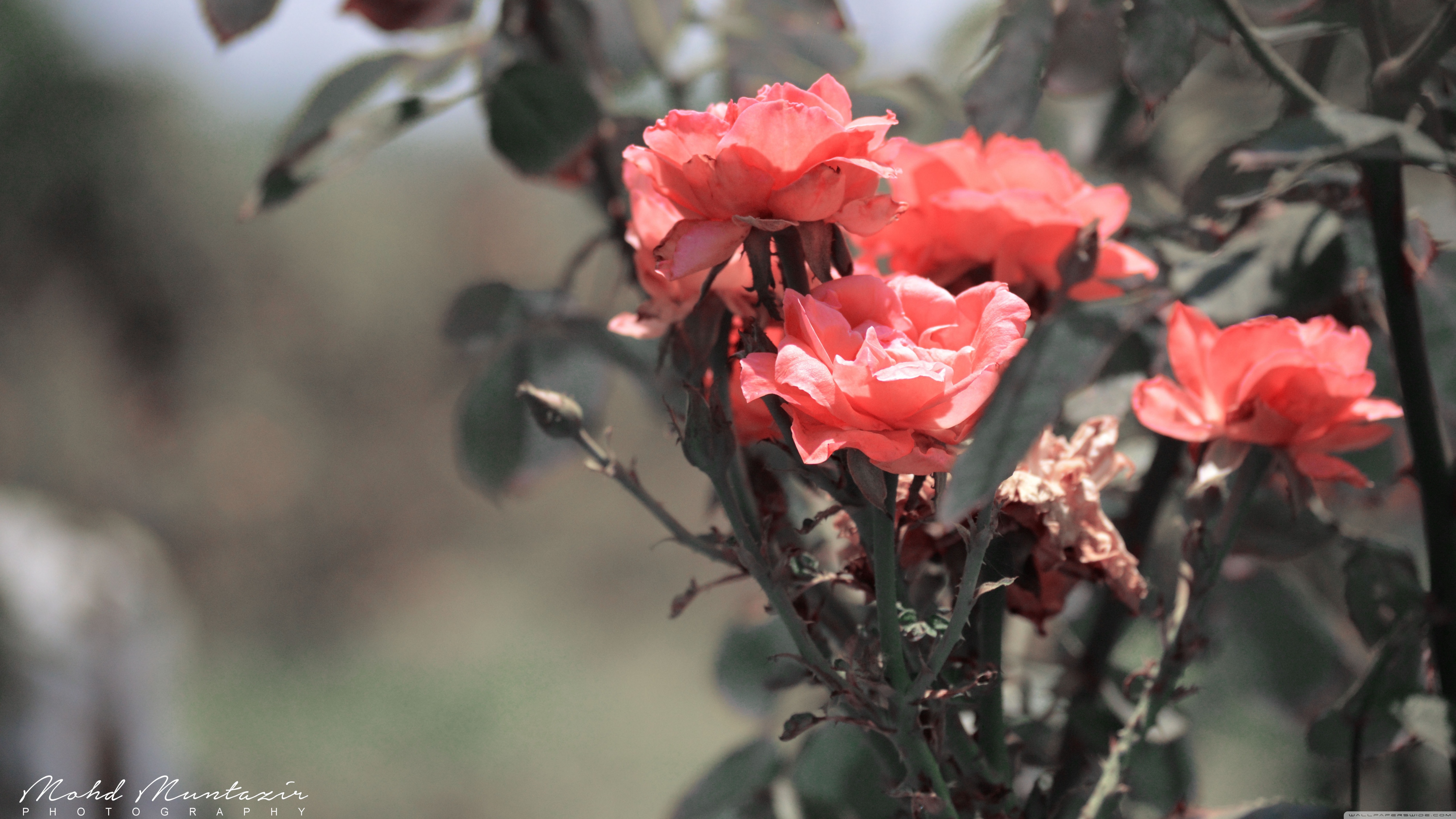 Summer Flowers Ultra HD Desktop Background Wallpaper for 4K UHD TV, Widescreen & UltraWide Desktop & Laptop, Tablet