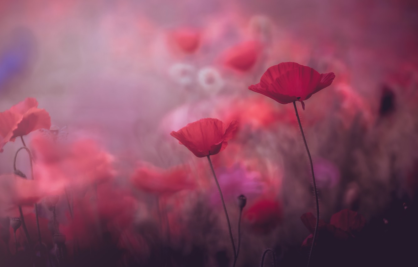 Wallpaper summer, flowers, background, pink, Mac, Maki, beauty, blur, red, pink, bokeh image for desktop, section цветы