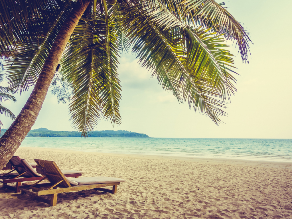 Wallpaper palm tree, beach, sand, holiday, summer desktop wallpaper, HD image, picture, background, d23671