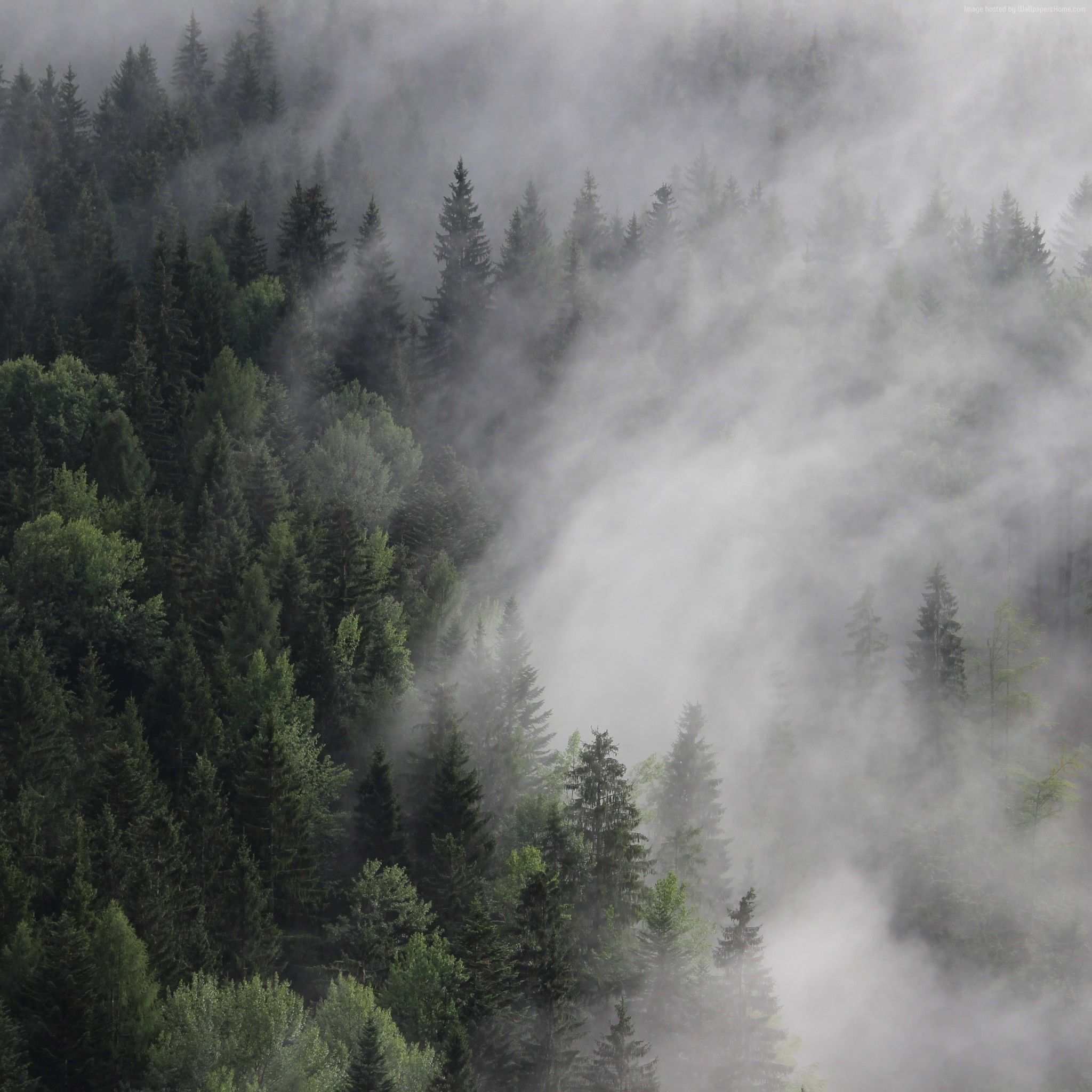 Austria Forest to see more #jungle #forest wallpaper - Forest wallpaper, Foggy forest, Landscape scenery
