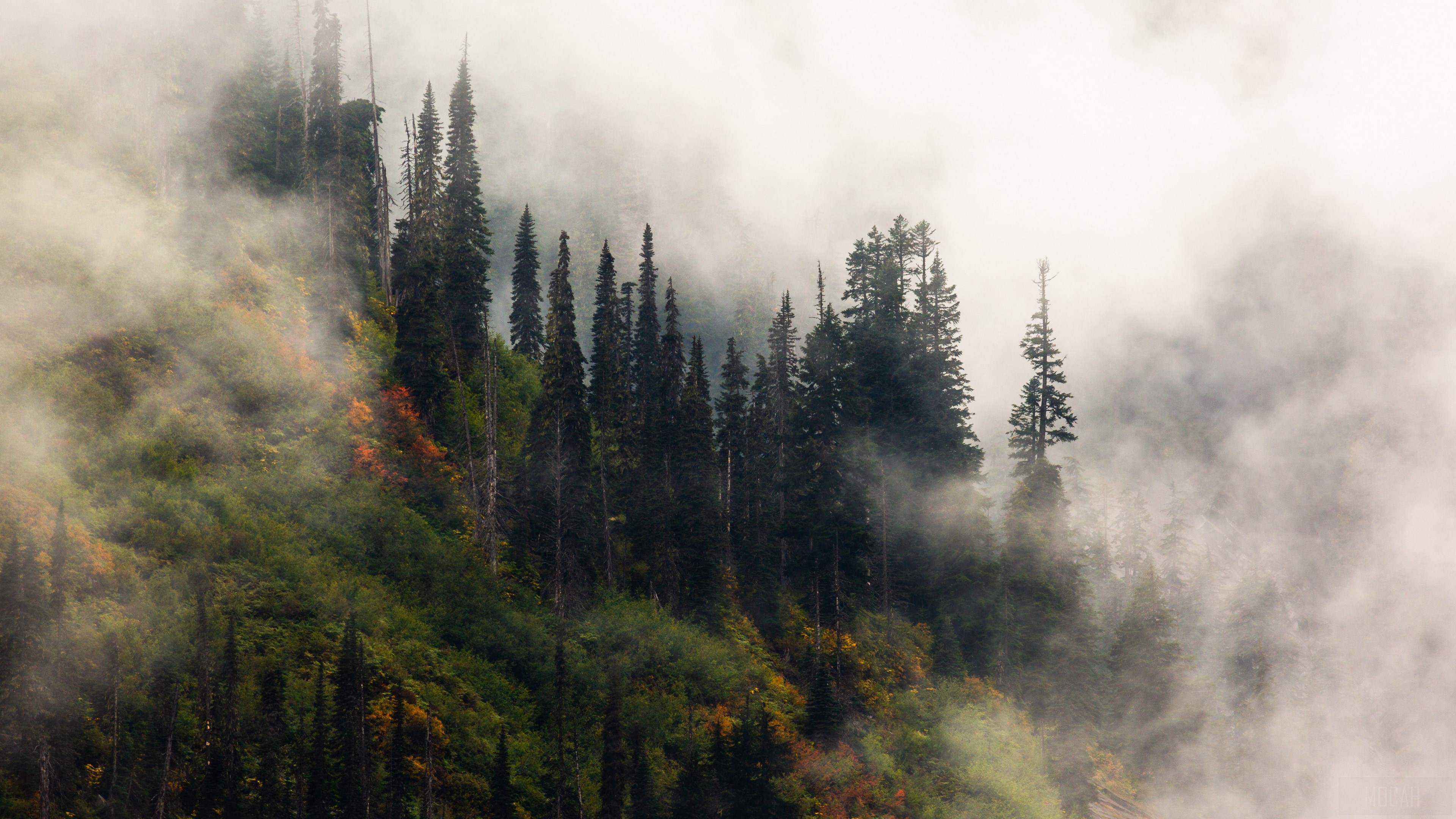 trees, fog, forest, hill 4k Gallery HD Wallpaper