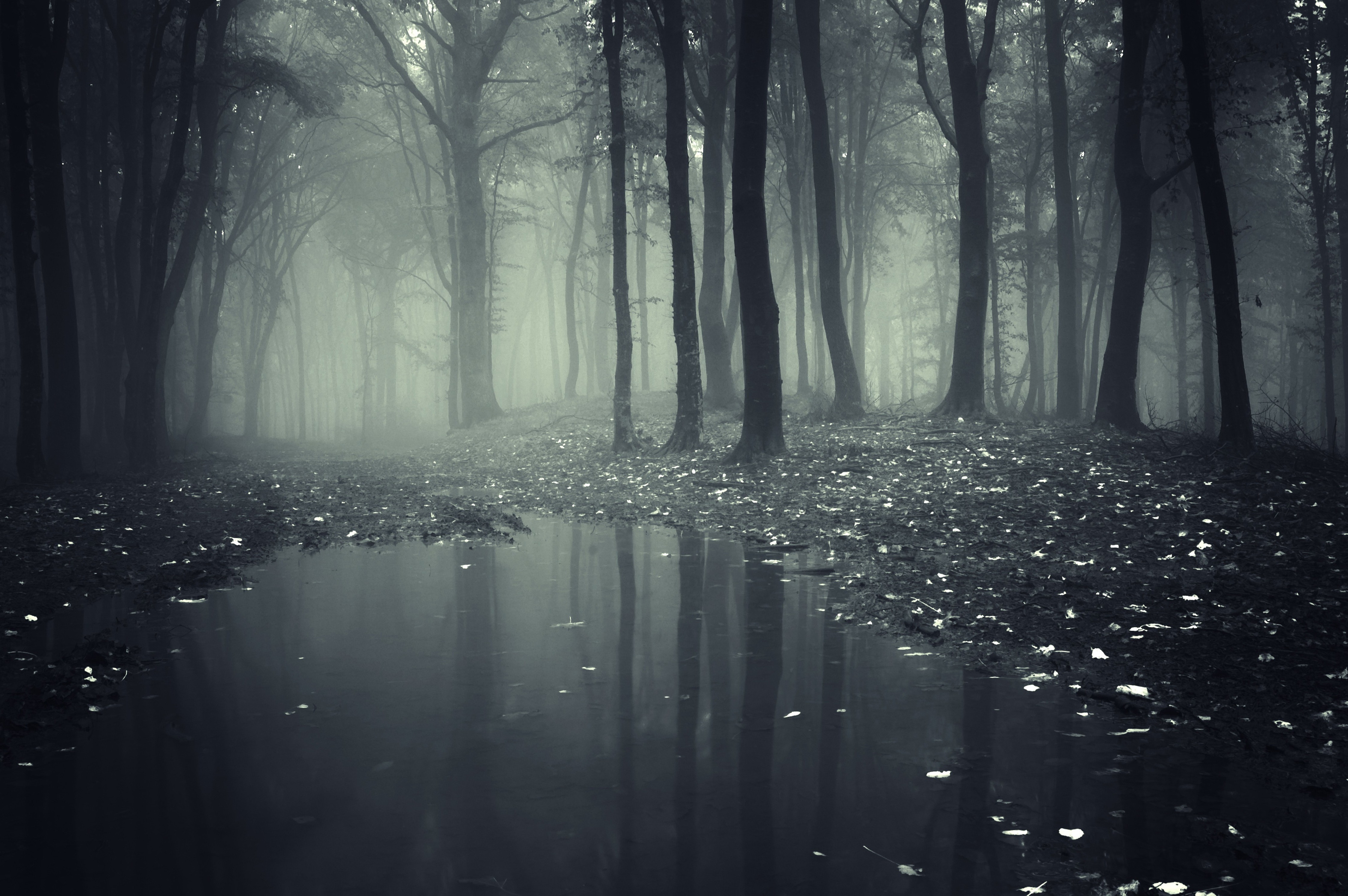 Wallpaper, sunlight, forest, smoke, wood, morning, mist, atmosphere, Freezing, midnight, light, tree, fog, weather, darkness, habitat, natural environment, atmospheric phenomenon, computer wallpaper, black and white, monochrome photography, 4500x2992