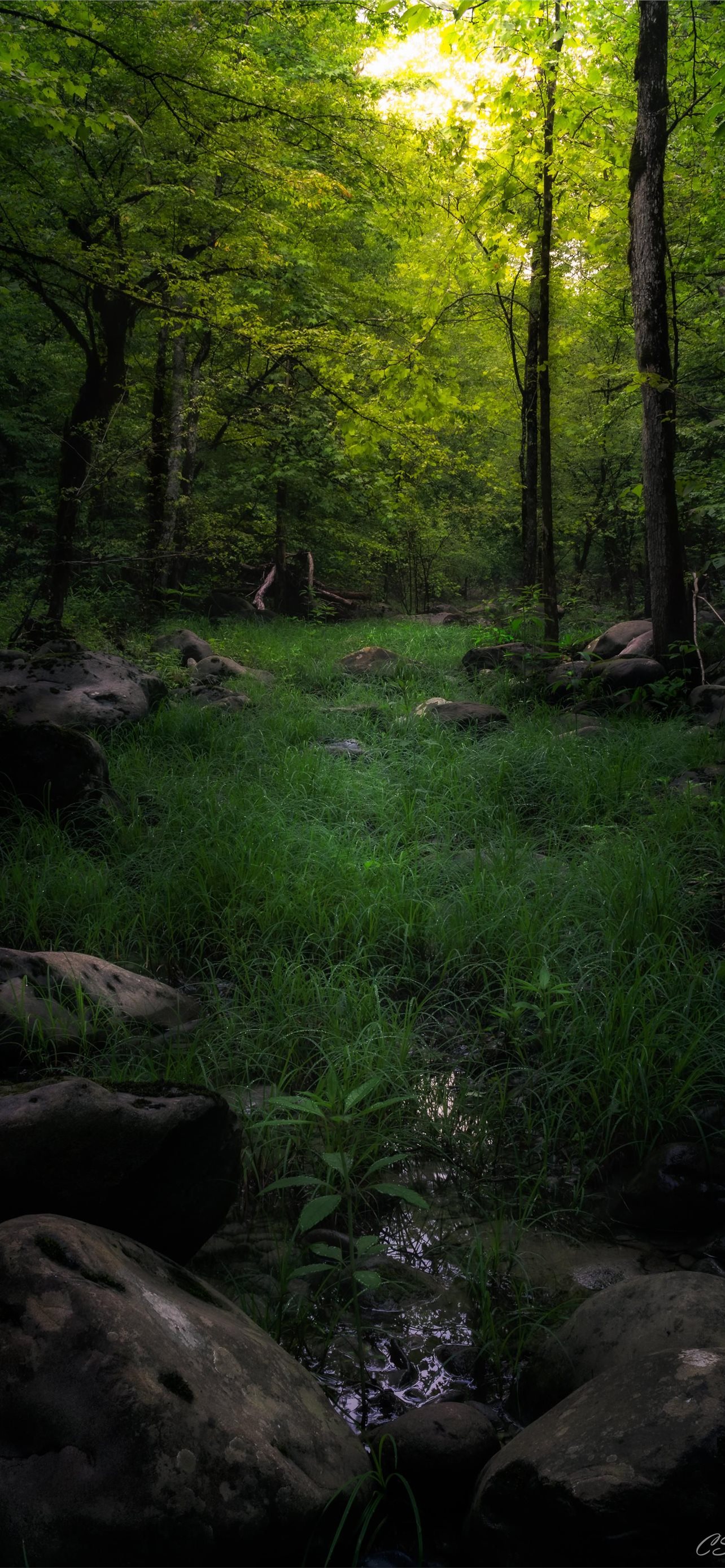 The woodlands of the Great Smoky Mountains Nationa. iPhone Wallpaper Free Download