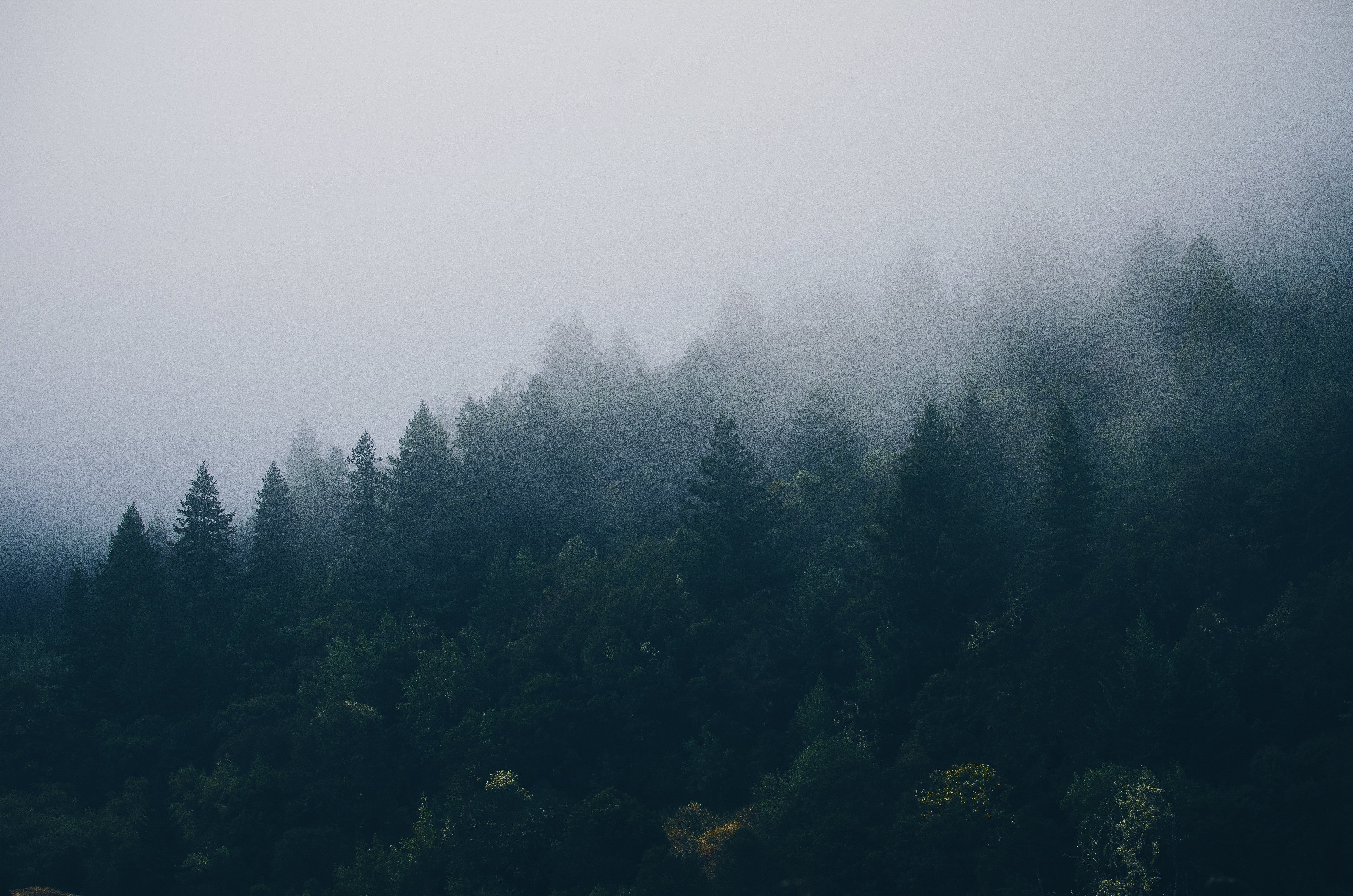 Download wallpaper 4928x3264 forest, trees, fog HD background