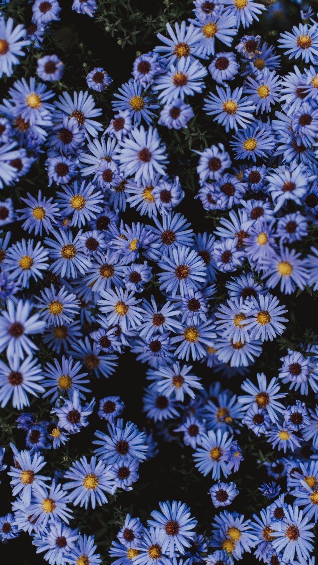 Aesthetic Flower Wallpaper