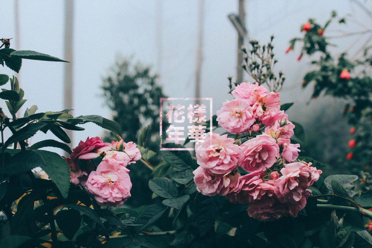 Aesthetic Floral Background HD