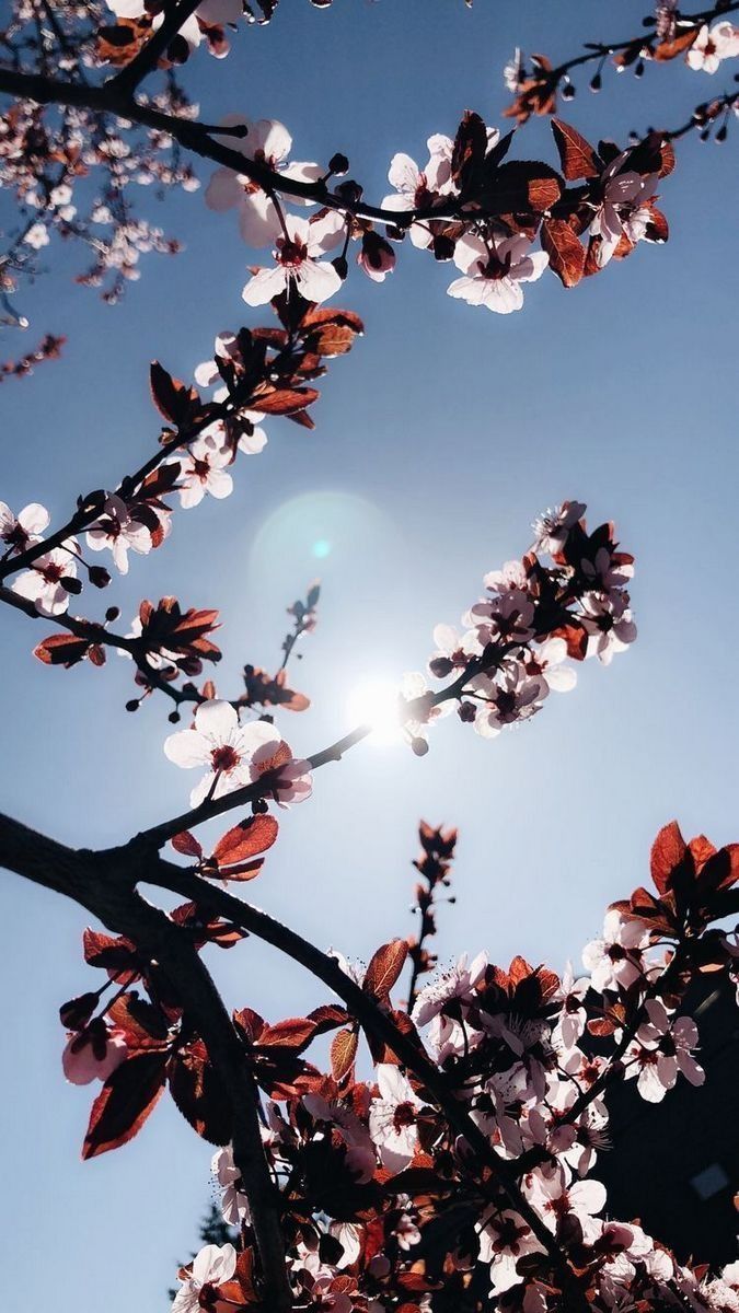 Flower Aesthetic Wallpaper