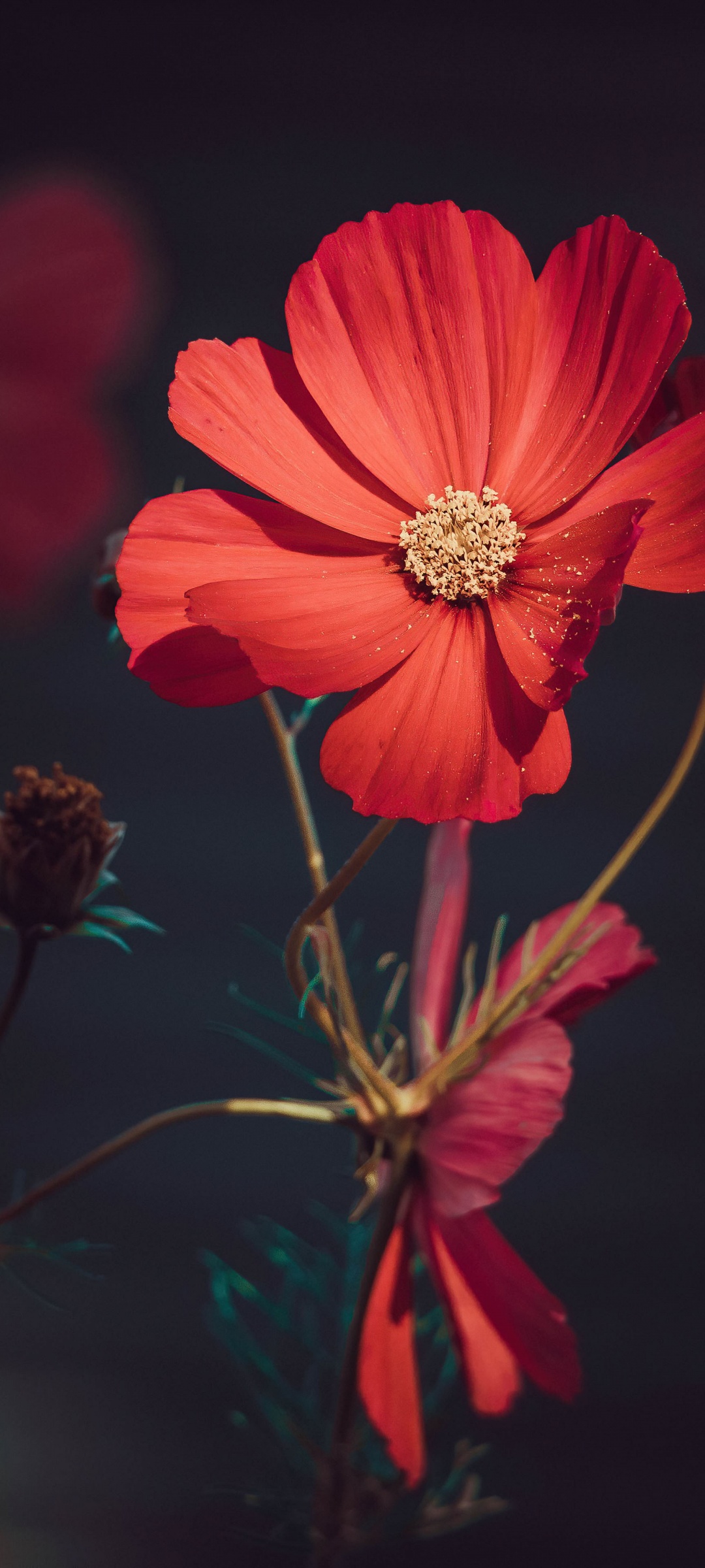 Orange flowers Wallpaper 4K, Summer, Blossom, Bloom, Flowers