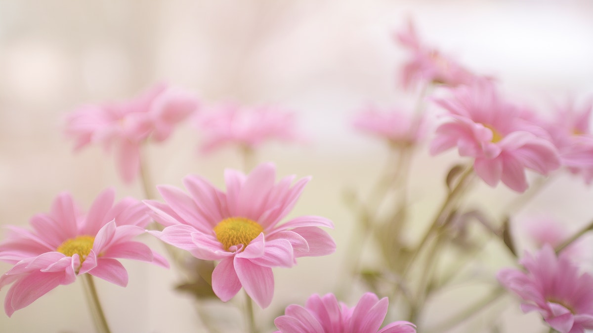 Flower wallpaper desktop, aesthetic HD