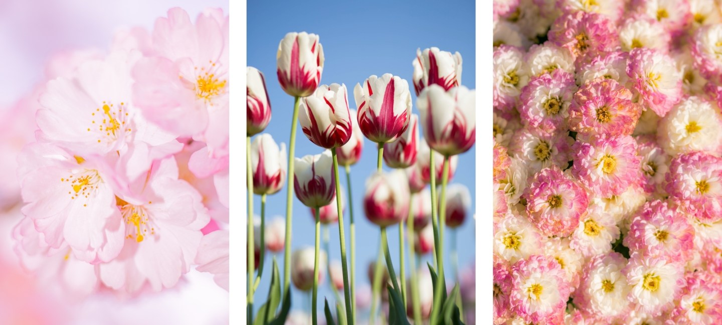 Free HD Flower Wallpaper For iPhone of the Snow