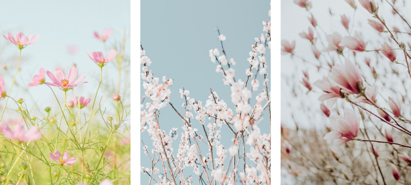 Free HD Flower Wallpaper For iPhone of the Snow