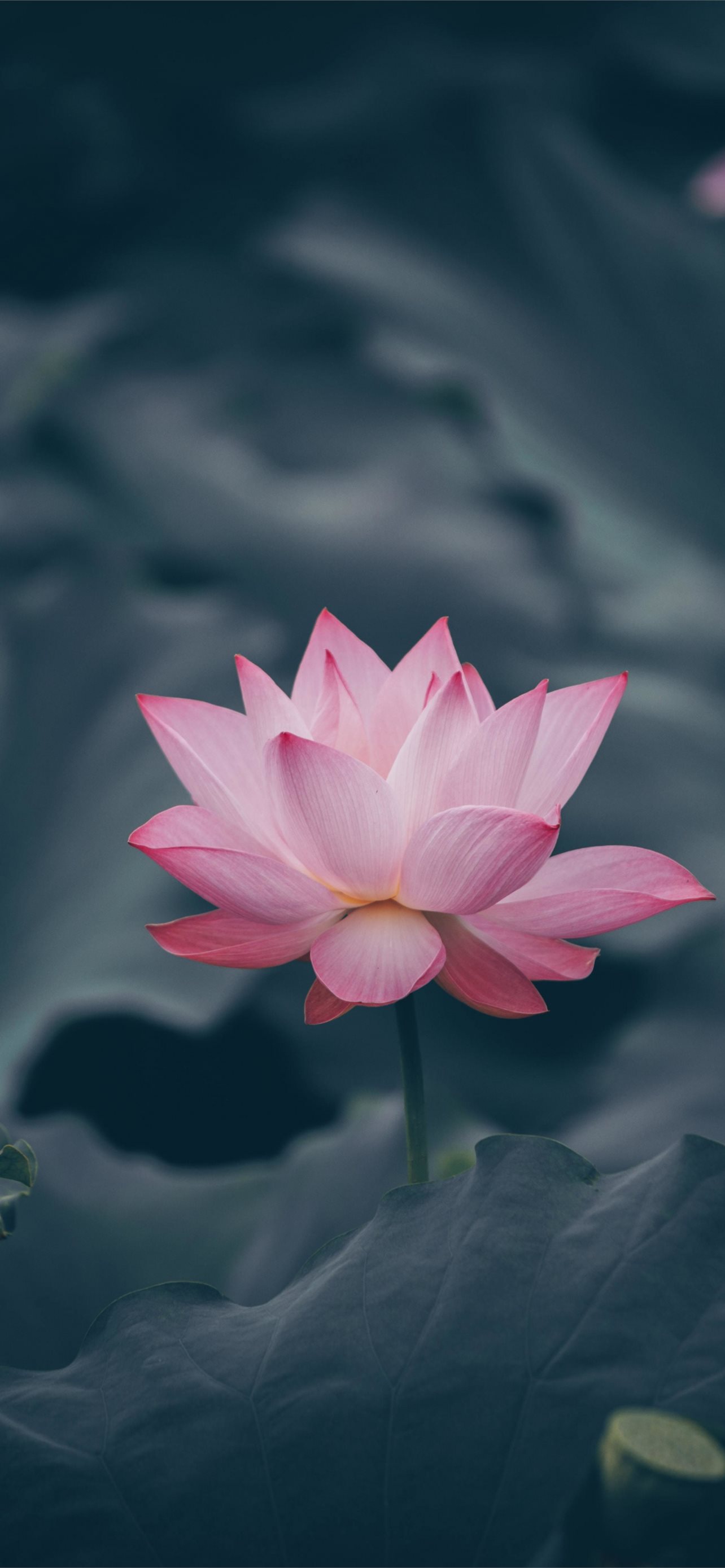lotus flower iPhone Wallpaper Free Download