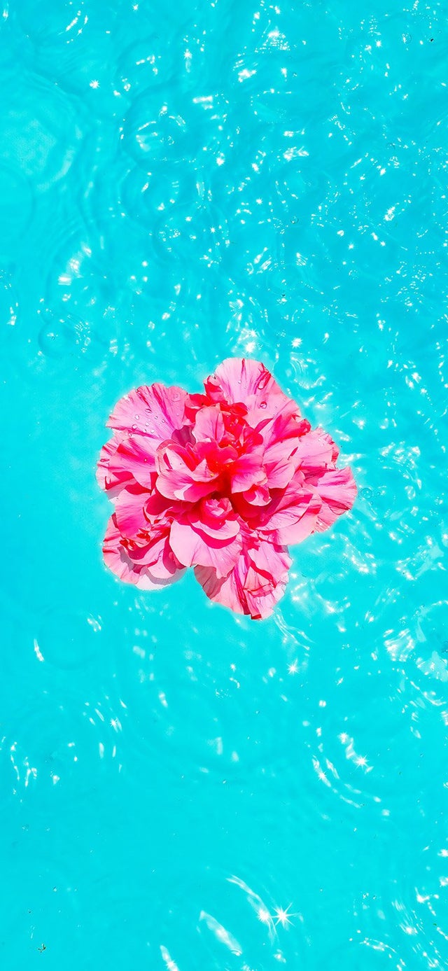 Aesthetic flower floating on turquoise water 4K wallpaper [2610x5655] and [1080x2340]